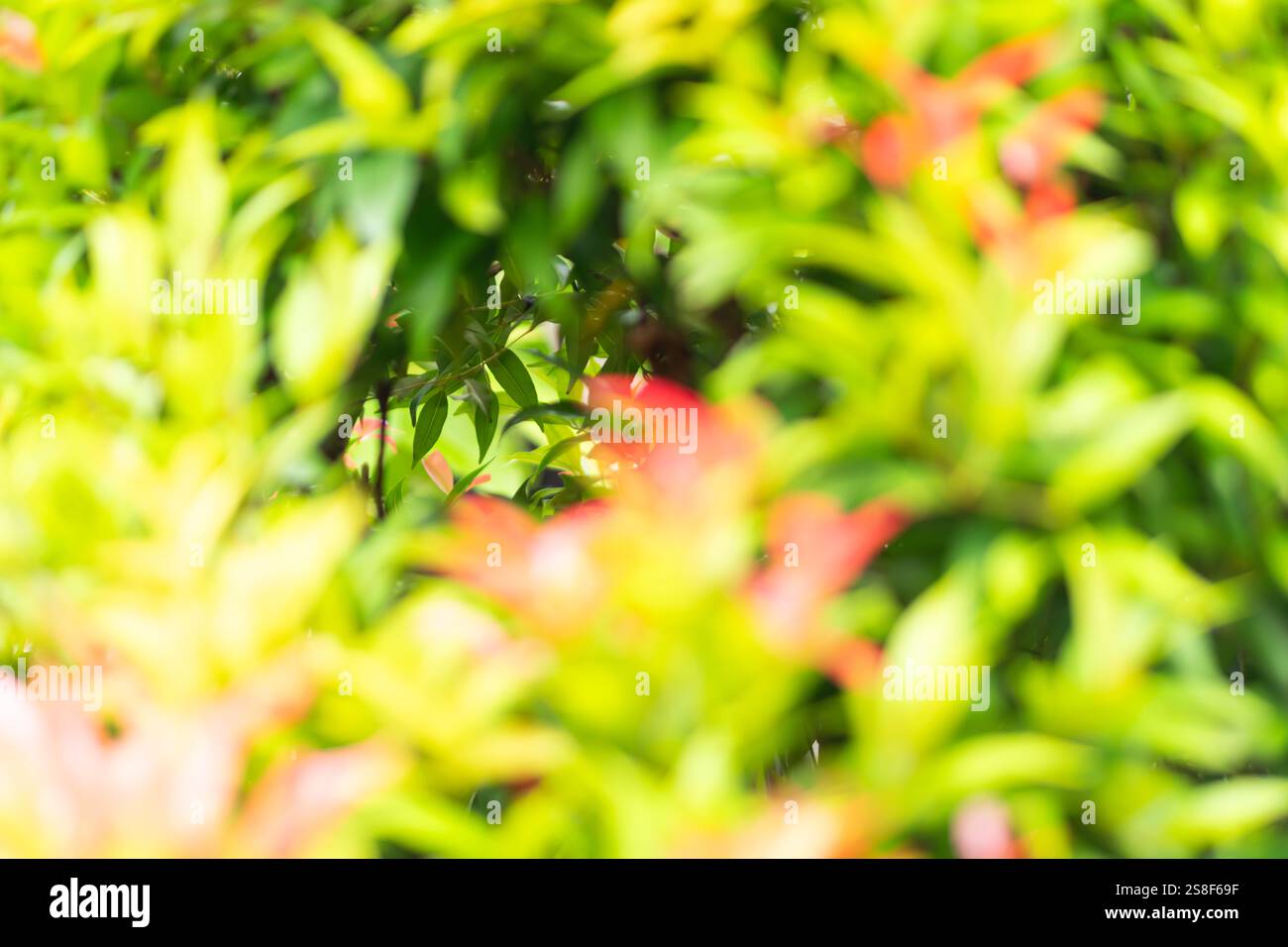 Una vista sfocata del verde vivace e del rosso che crea uno sfondo lussureggiante e astratto. I colori si fondono armoniosamente, suggerendo un ricco ambiente naturale Foto Stock