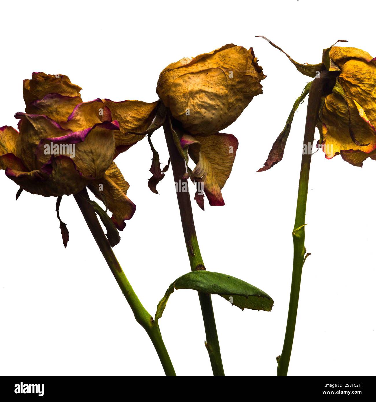 Tre rose essiccate mostrano le loro texture e i loro colori unici. I petali sbiaditi mostrano una miscela di marroni e viola, rivelando il passare del tempo Foto Stock