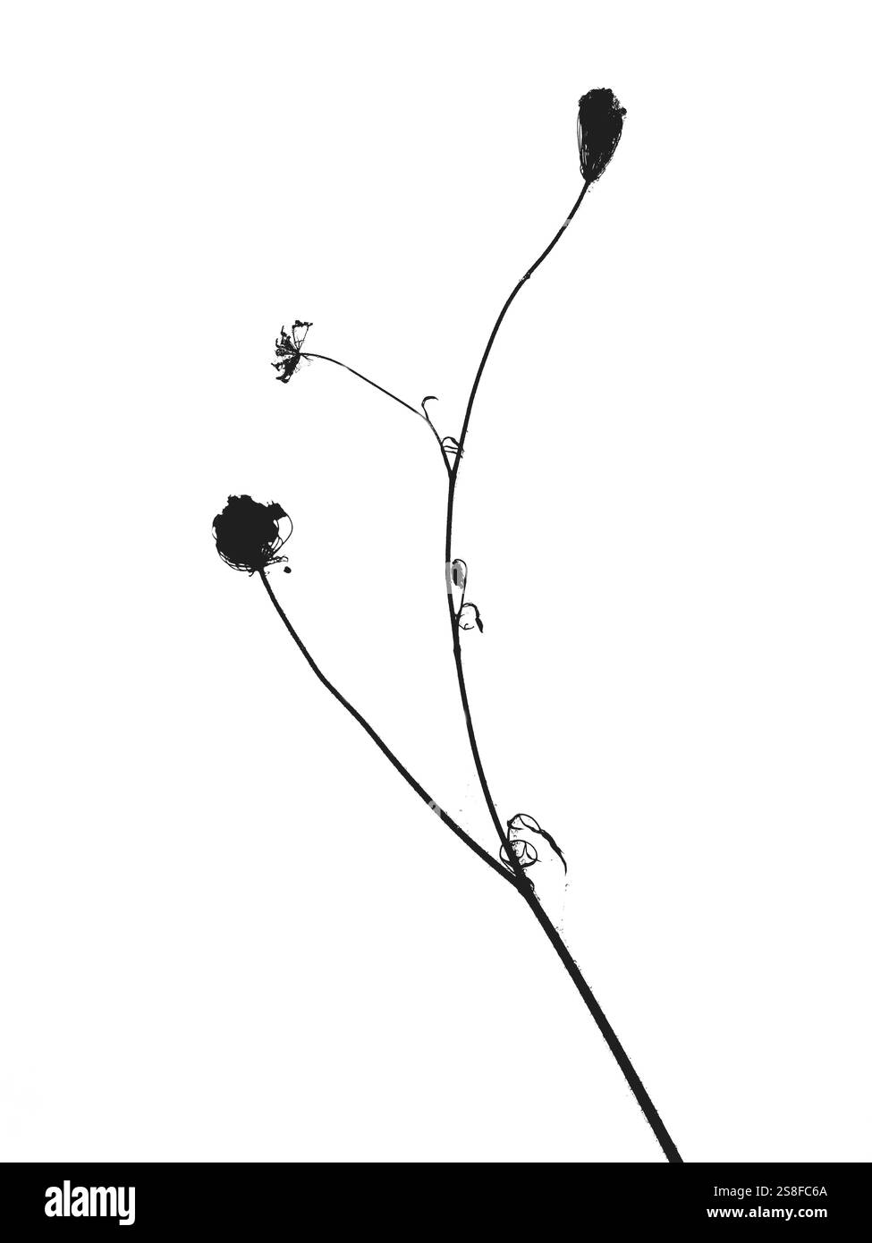 Steli intrecciati e fiori fragili si estendono con grazia su uno sfondo chiaro, catturando la bellezza della natura con un elegante contrasto monocromatico. Foto Stock