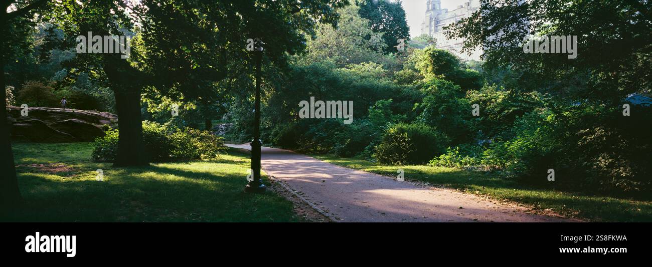 Trees in A Park, Central Park, New York City, New York state, STATI UNITI Foto Stock