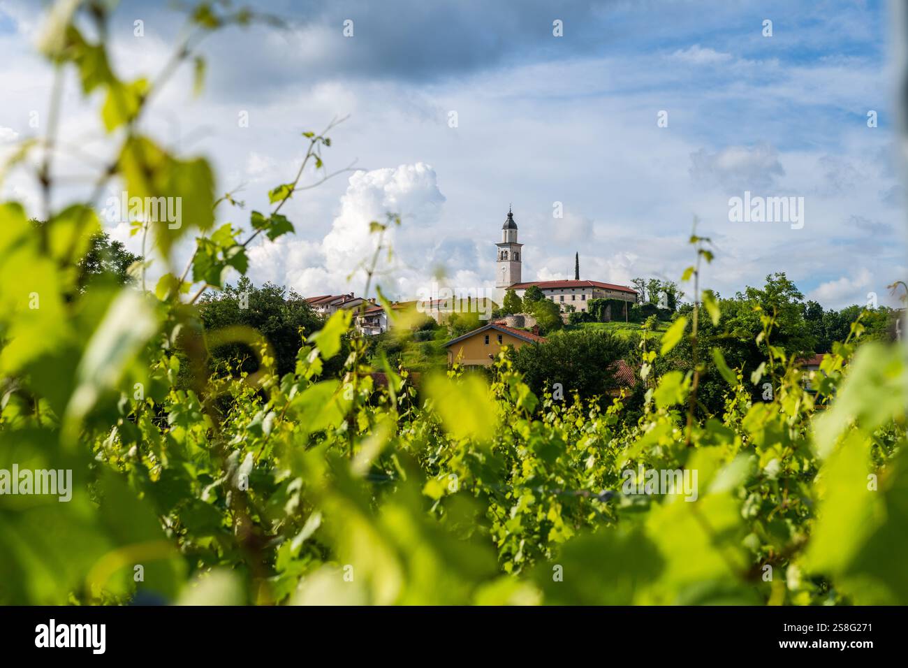 Vigne pittoresche e verde sereno nella Valle di Vipava, Slovenia Foto Stock