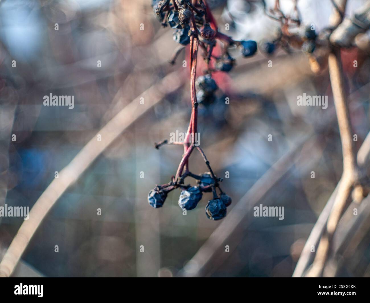 Un mucchio di bacche su un ramo. Le bacche sono blu e pendono dal ramo. Il ramo è marrone e ha qualche foglia Foto Stock