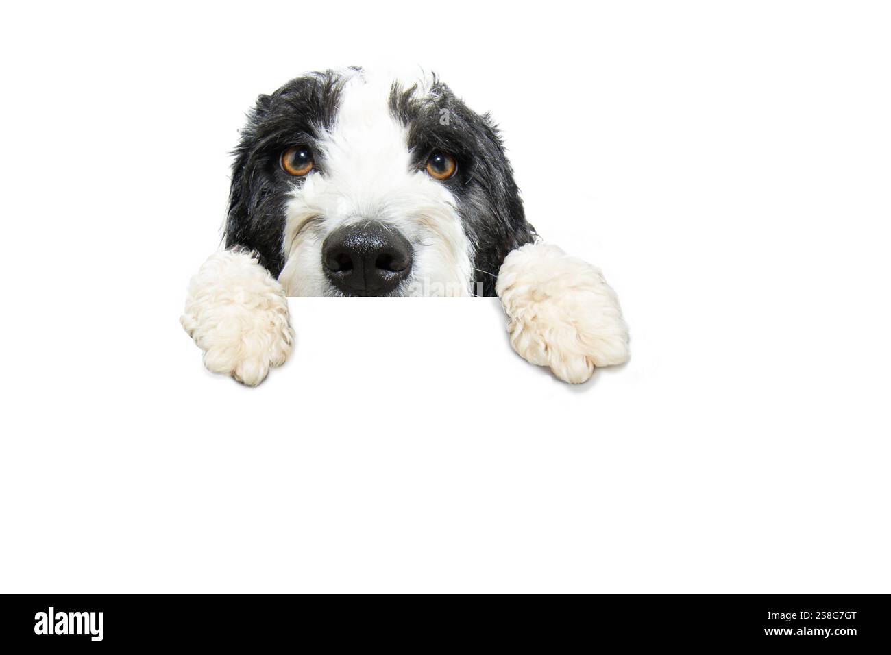 Primo piano, cucciolo di cane d'acqua Sapniel che sbircia e tiene un cartello bianco tra le zampe. Isolato su sfondo bianco Foto Stock