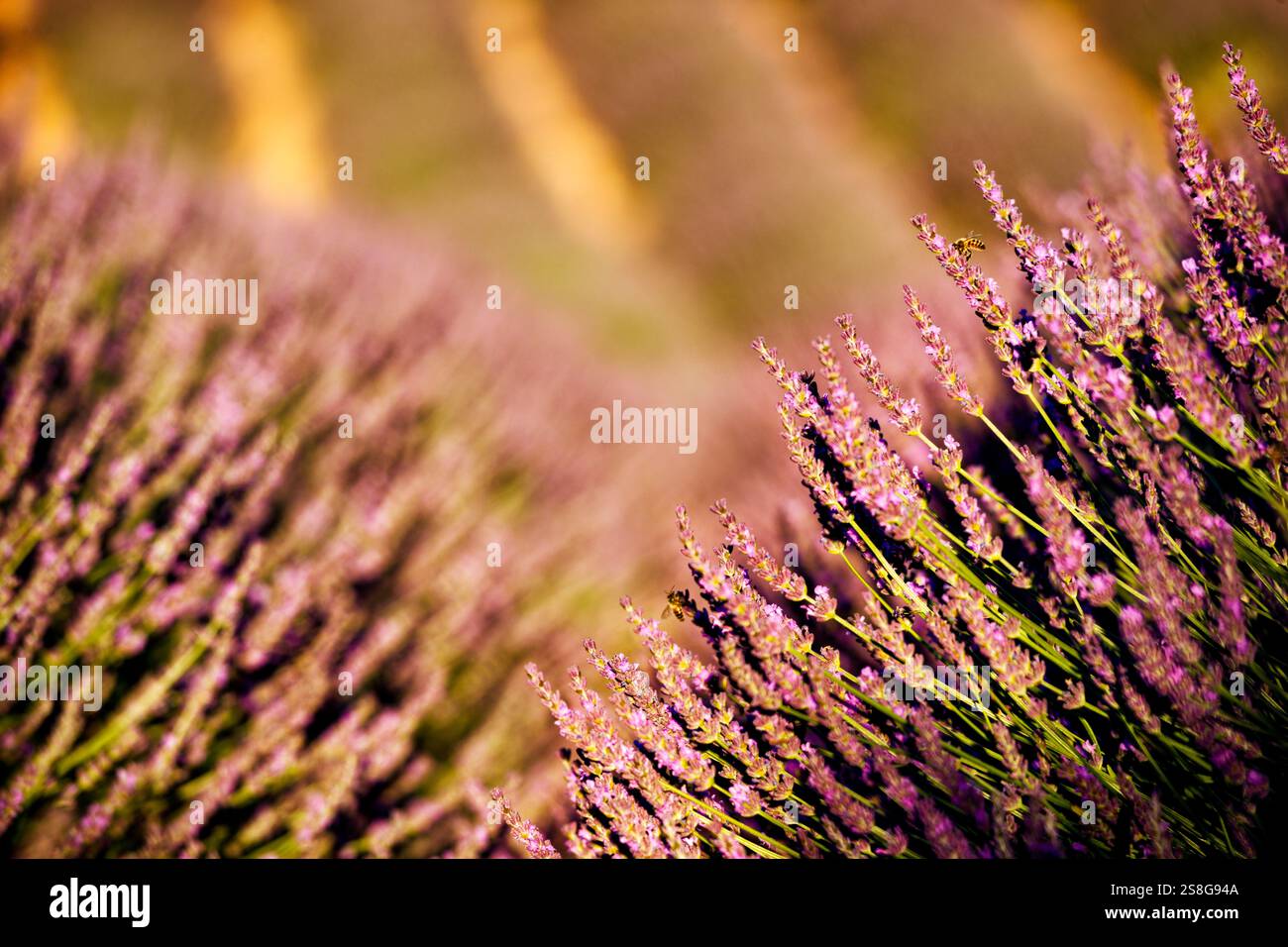Primo piano di lavanda nella giornata di sole, Provenza, Francia Foto Stock