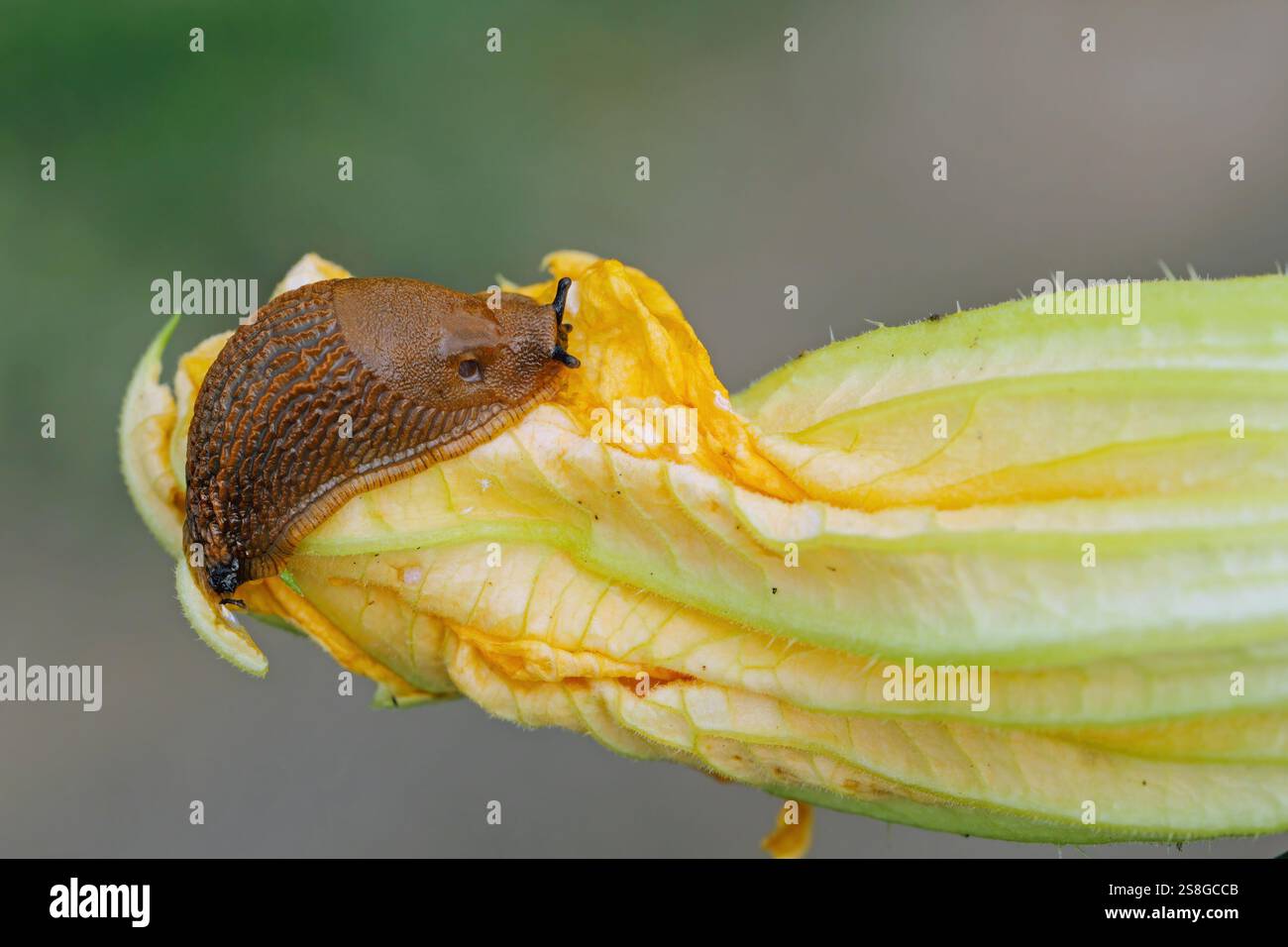Lumaca spagnola, Arion vulgari su fiore di zucchine. Foto Stock