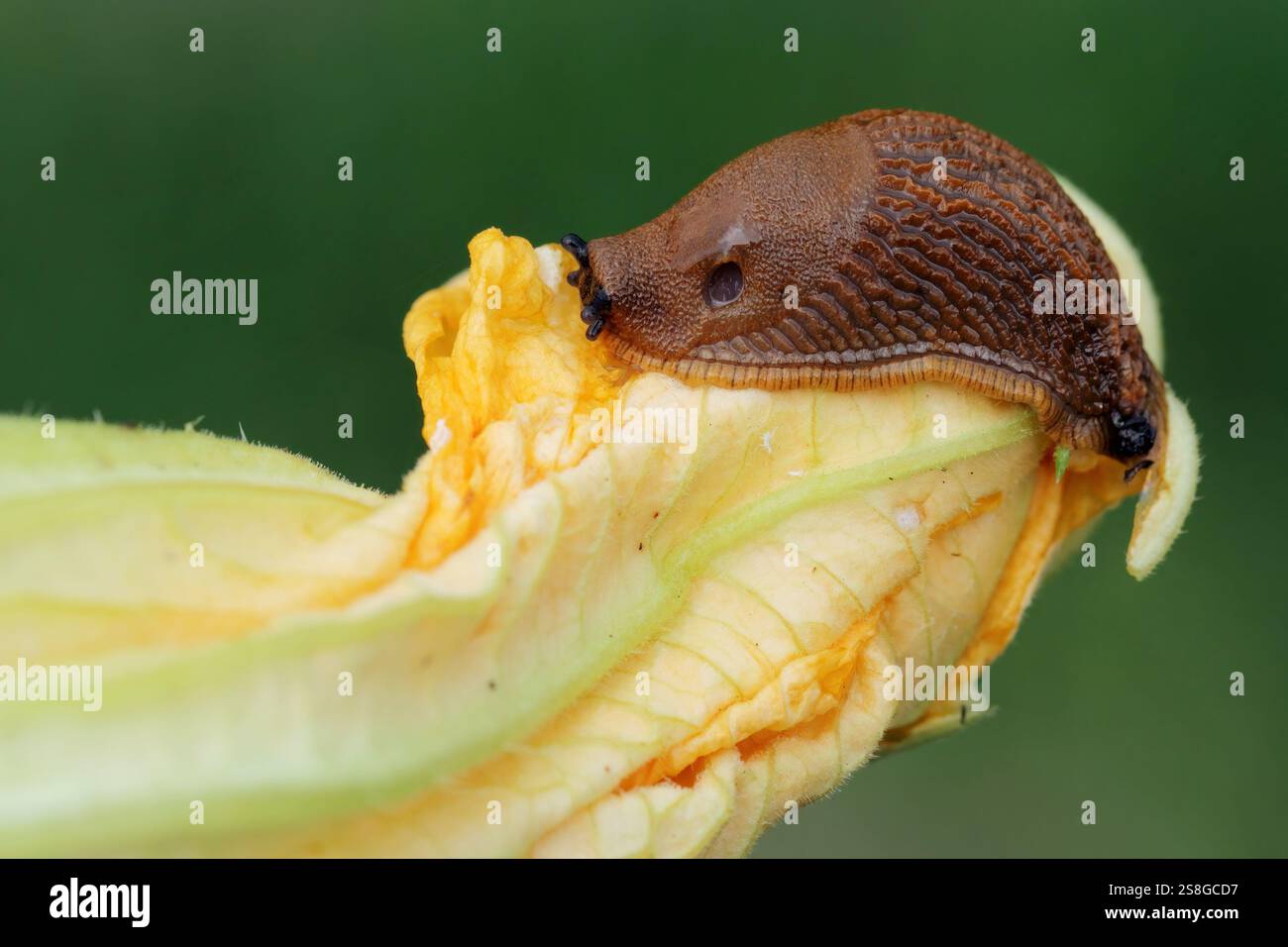 Lumaca spagnola, Arion vulgari su fiore di zucchine. Foto Stock