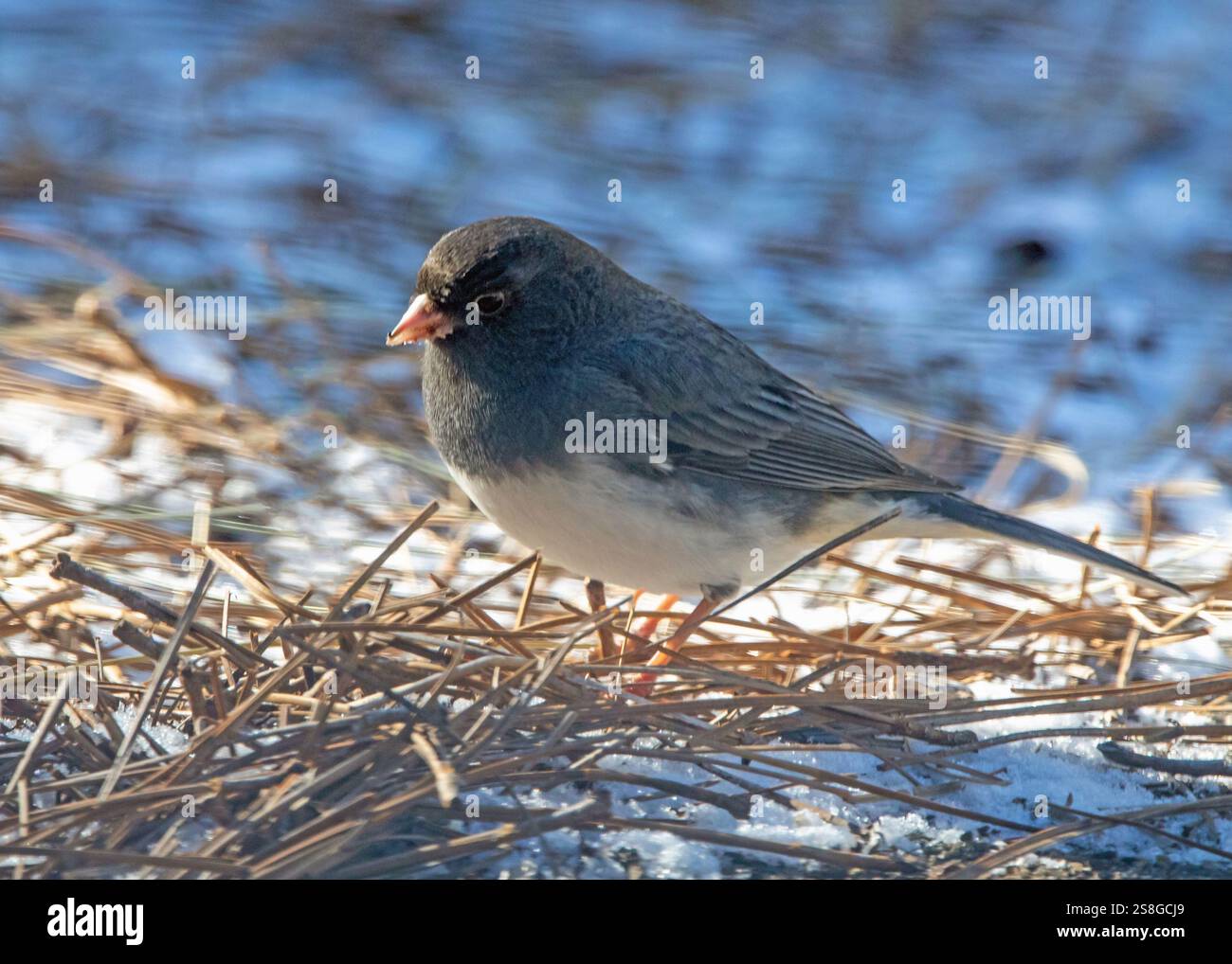 Primo piano di uno junco maschio dagli occhi scuri che si nutre di un paesaggio innevato. Foto Stock