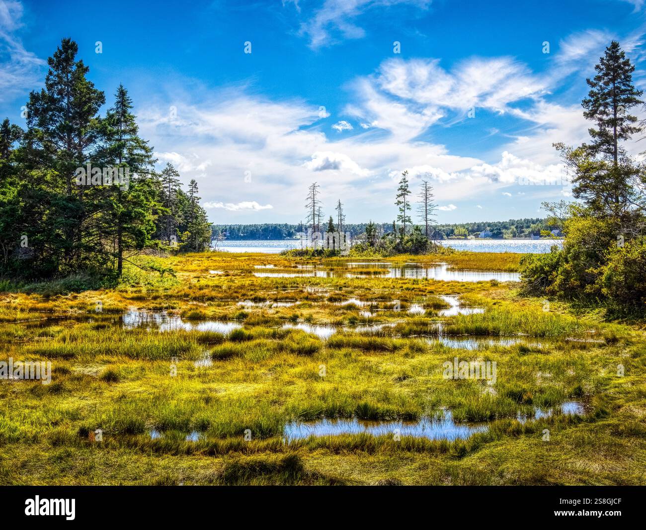 Crogiolano nella palude costiera sull'isola di Corkums, sulla costa meridionale della nuova Scozia in Canada Foto Stock
