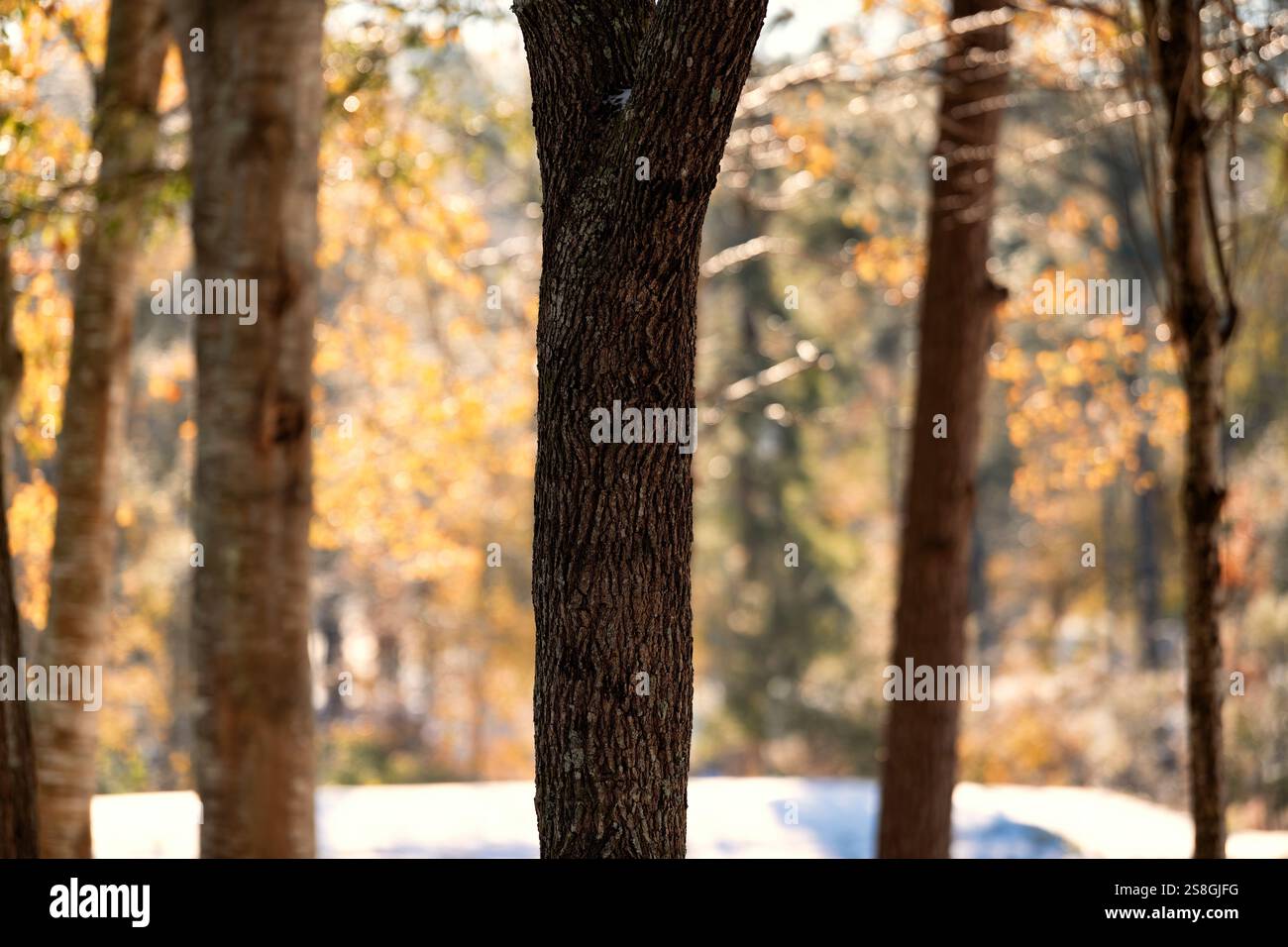 Neve a terra, colori dorati degli alberi a Tallahassee, Florida Foto Stock
