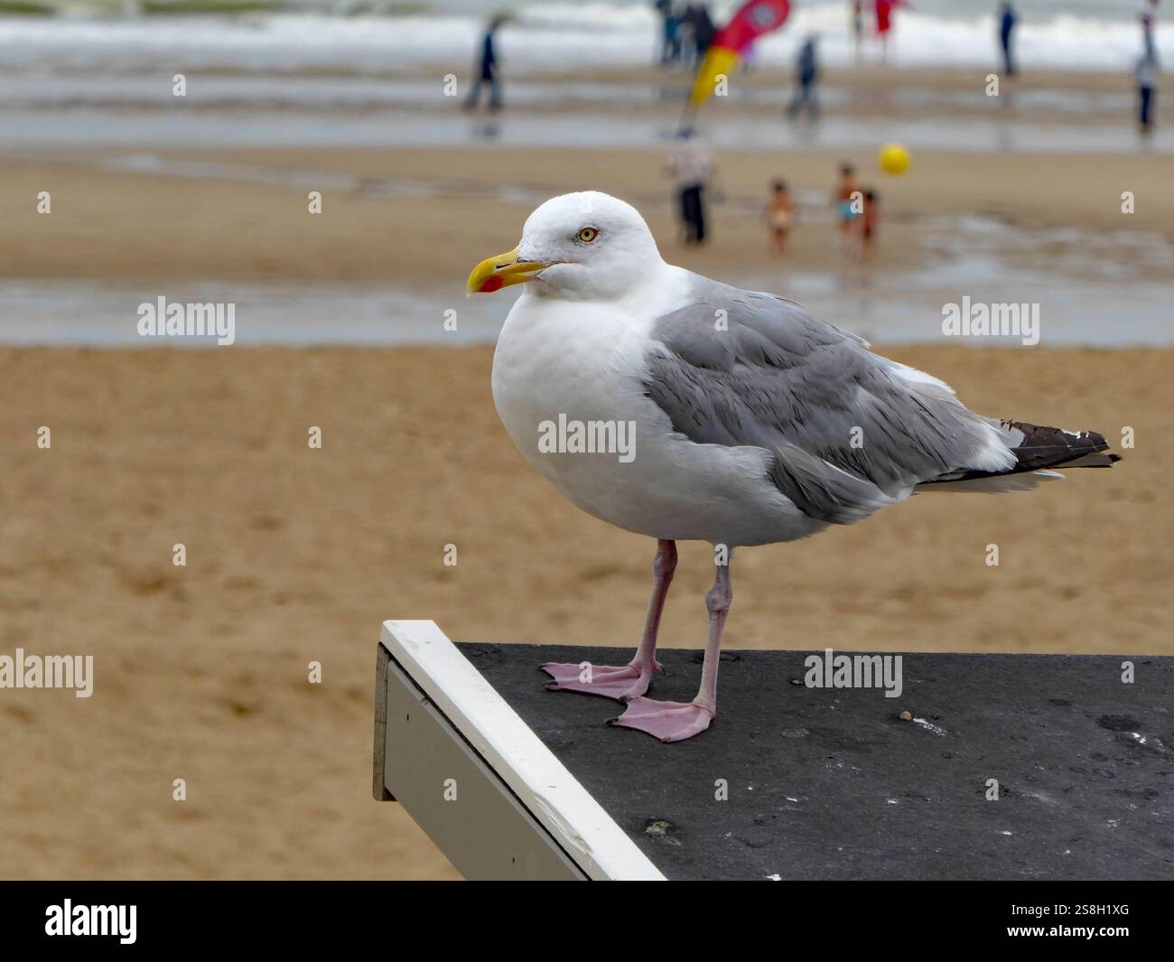 Un bellissimo enorme gabbiano europeo (Larus argentatus) sulla costa del Mare del Nord nella città belga di Ostenda (Oostende, Belgio) Foto Stock Un bellissimo enorme gabbiano europeo (Larus argentatus) sulla costa del Mare del Nord nella città belga di Ostenda (Oostende, Belgio) Foto Stock