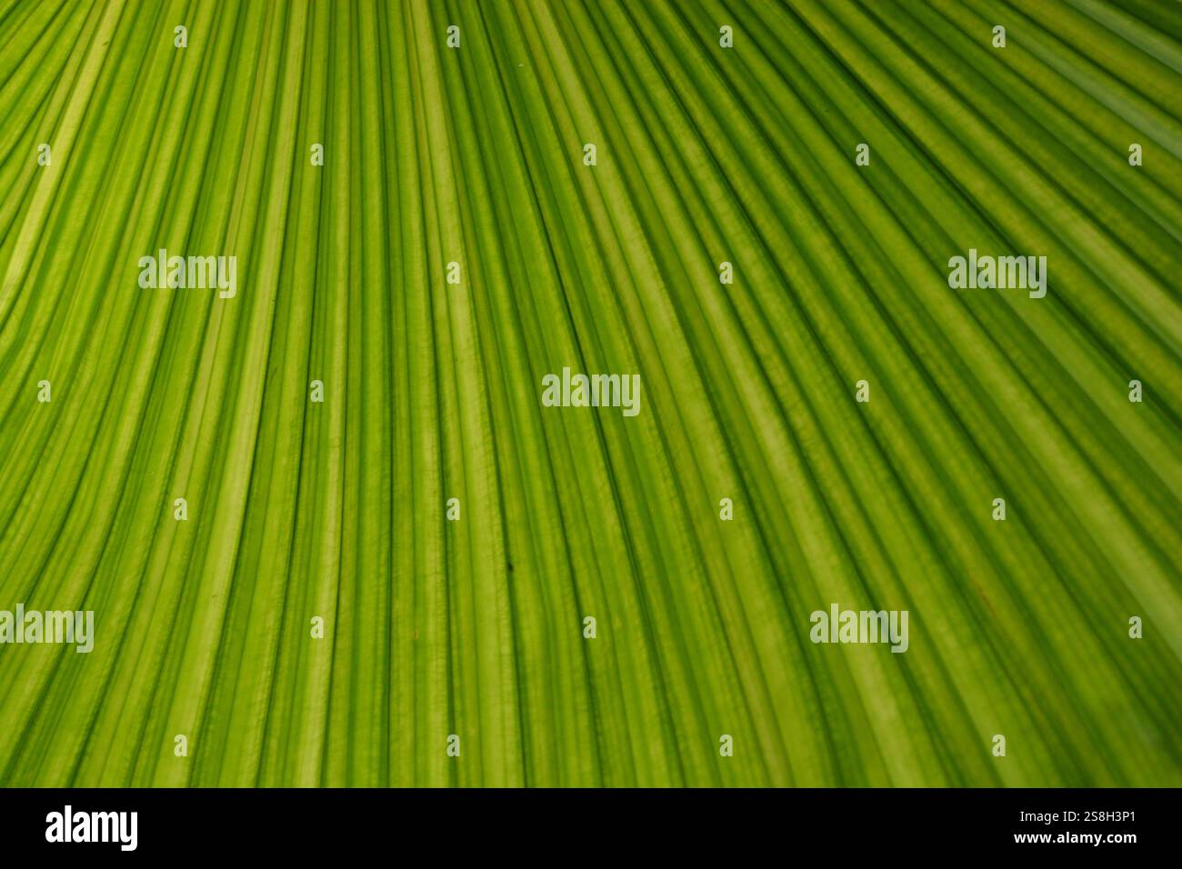 Motivo a foglia di palma con sfumature di verde Foto Stock