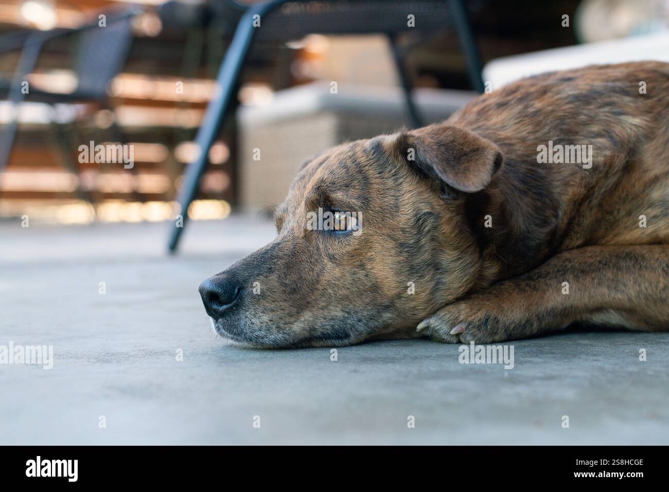 Un cane pensivo che riposa a terra all'aperto nel cortile posteriore. Foto Stock