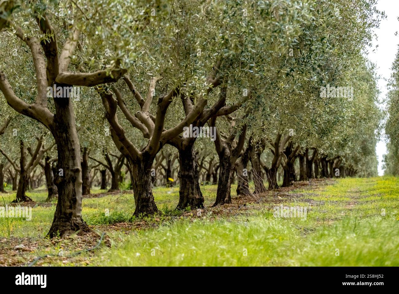 Oliveti con sentiero attraverso un viale alberato, Alghero, Europa, Provincia di Sassari, Italia Foto Stock