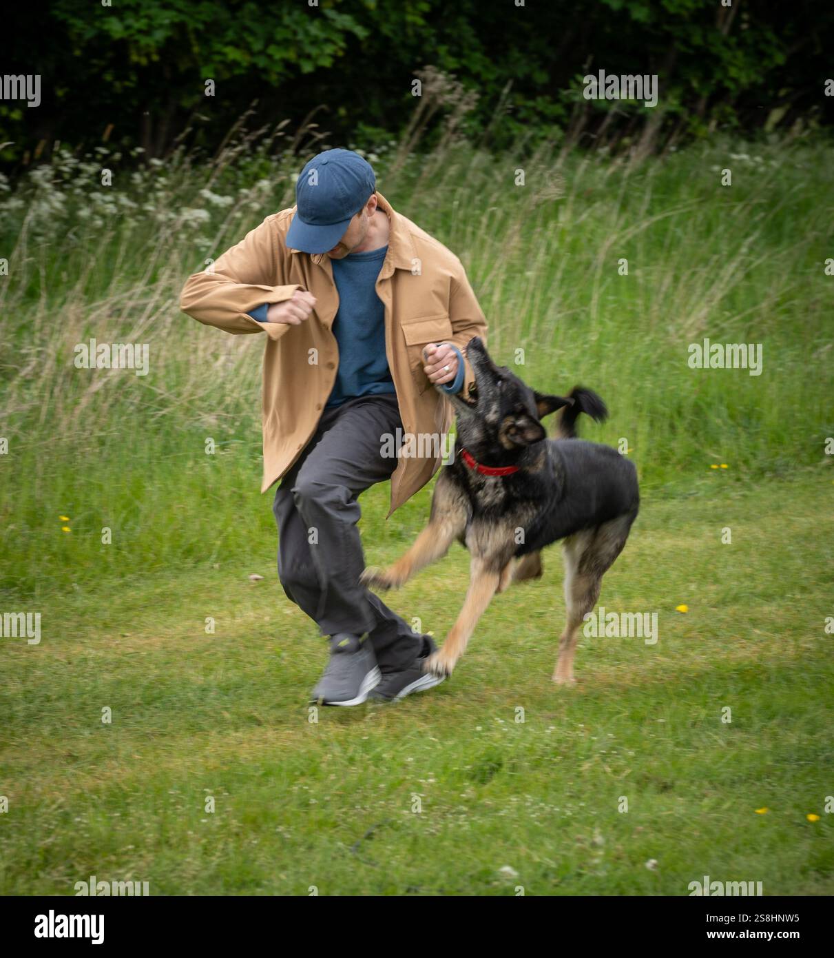 «Brandy» Ricky Gervais» K9 co-protagonista di After Life. Visto qui nell'episodio AM di Midsomer Murders "Debt of Lies" dove interpreta un cane della polizia in pensione, catturando un cattivo Credit: Mark Bourdillon/Alamy Live News Foto Stock