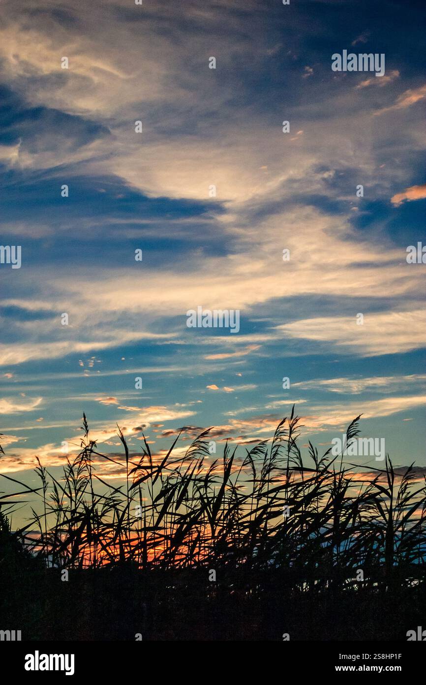 Il cielo è blu e il sole sta tramontando. L'erba è alta e il cielo è pieno di nuvole Foto Stock