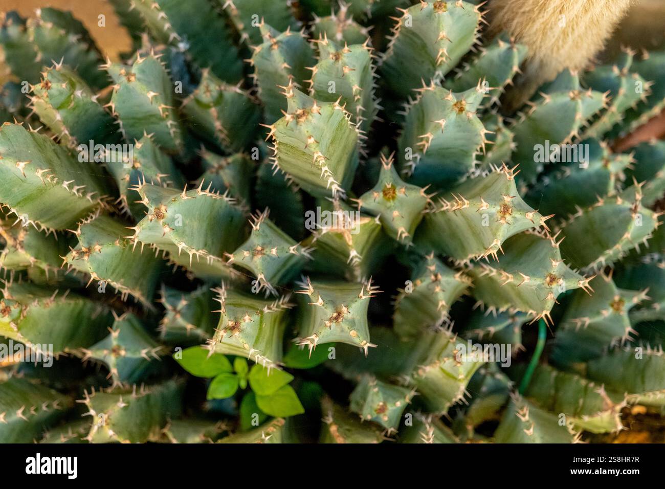Piante di Cactus, Bosa, Europa, Provincia di Oristano, Italia Foto Stock