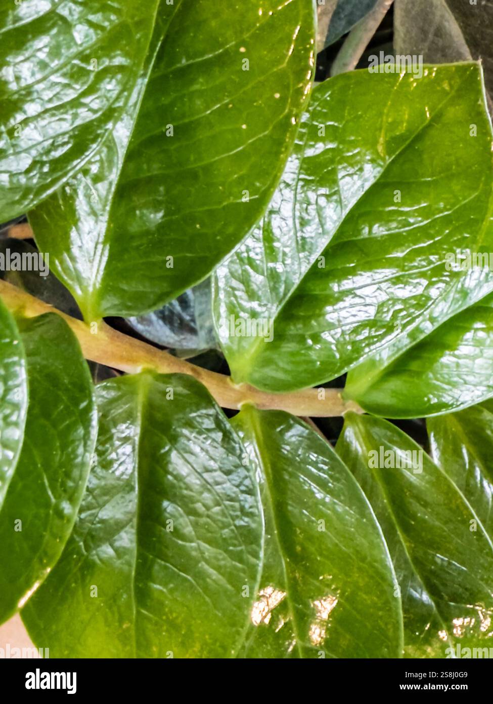 Una pianta verde a foglia verde con un gambo e una foglia verde a foglia verde. La foglia è molto spessa e ha una superficie lucida Foto Stock