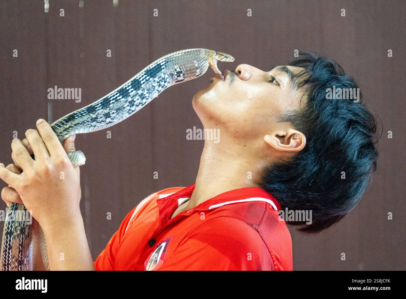 Bangkok, thailandia - dicembre 25 2024: Serpente tailandese che salta nella giungla Foto Stock