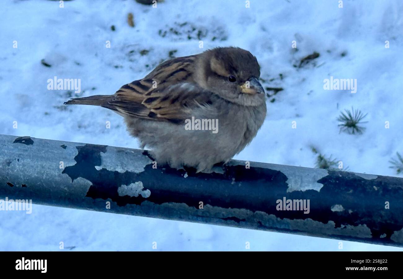 22 gennaio 2025, New York City, New York: (Nuovo) si vede lo scoiattolo mangiare patatine fritte al Central Park mentre due uccelli guardano. 22 gennaio, New york, stati uniti d'america: Uno scoiattolo mangia patatine fritte nell'assenza di arachidi al Central Park, mentre 2 uccelli guardano, in attesa di briciole. Il tempo è stato così freddo e con l'assenza di turisti che normalmente distribuiscono arachidi, lo scoiattolo ha deciso di cercare qualsiasi cibo nella spazzatura. (Credit Image: © Niyi Fote/TheNEWS2 tramite ZUMA Press Wire) SOLO PER USO EDITORIALE! Non per USO commerciale! Foto Stock