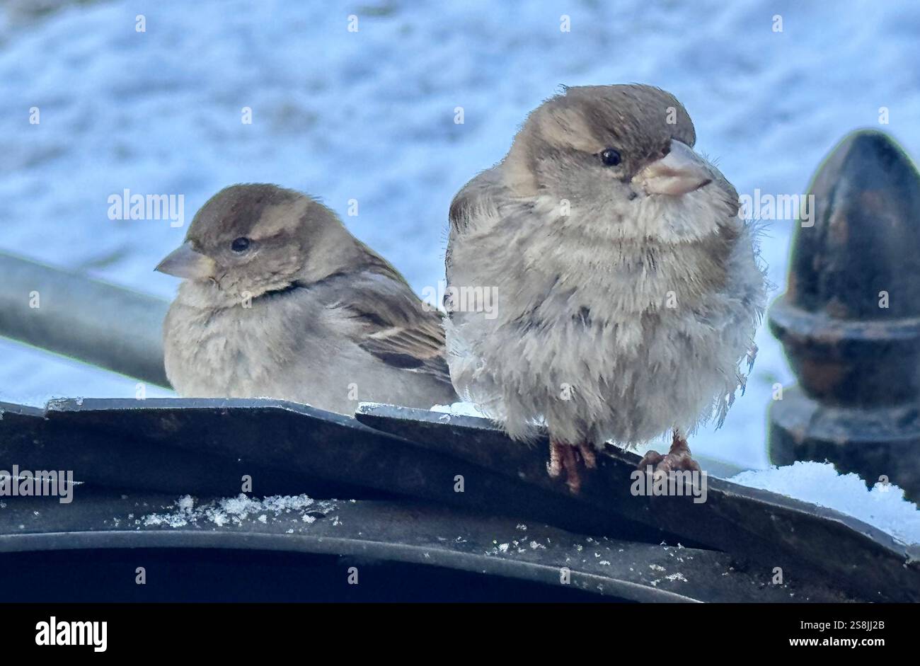 22 gennaio 2025, New York City, New York: (Nuovo) si vede lo scoiattolo mangiare patatine fritte al Central Park mentre due uccelli guardano. 22 gennaio, New york, stati uniti d'america: Uno scoiattolo mangia patatine fritte nell'assenza di arachidi al Central Park, mentre 2 uccelli guardano, in attesa di briciole. Il tempo è stato così freddo e con l'assenza di turisti che normalmente distribuiscono arachidi, lo scoiattolo ha deciso di cercare qualsiasi cibo nella spazzatura. (Credit Image: © Niyi Fote/TheNEWS2 tramite ZUMA Press Wire) SOLO PER USO EDITORIALE! Non per USO commerciale! Foto Stock