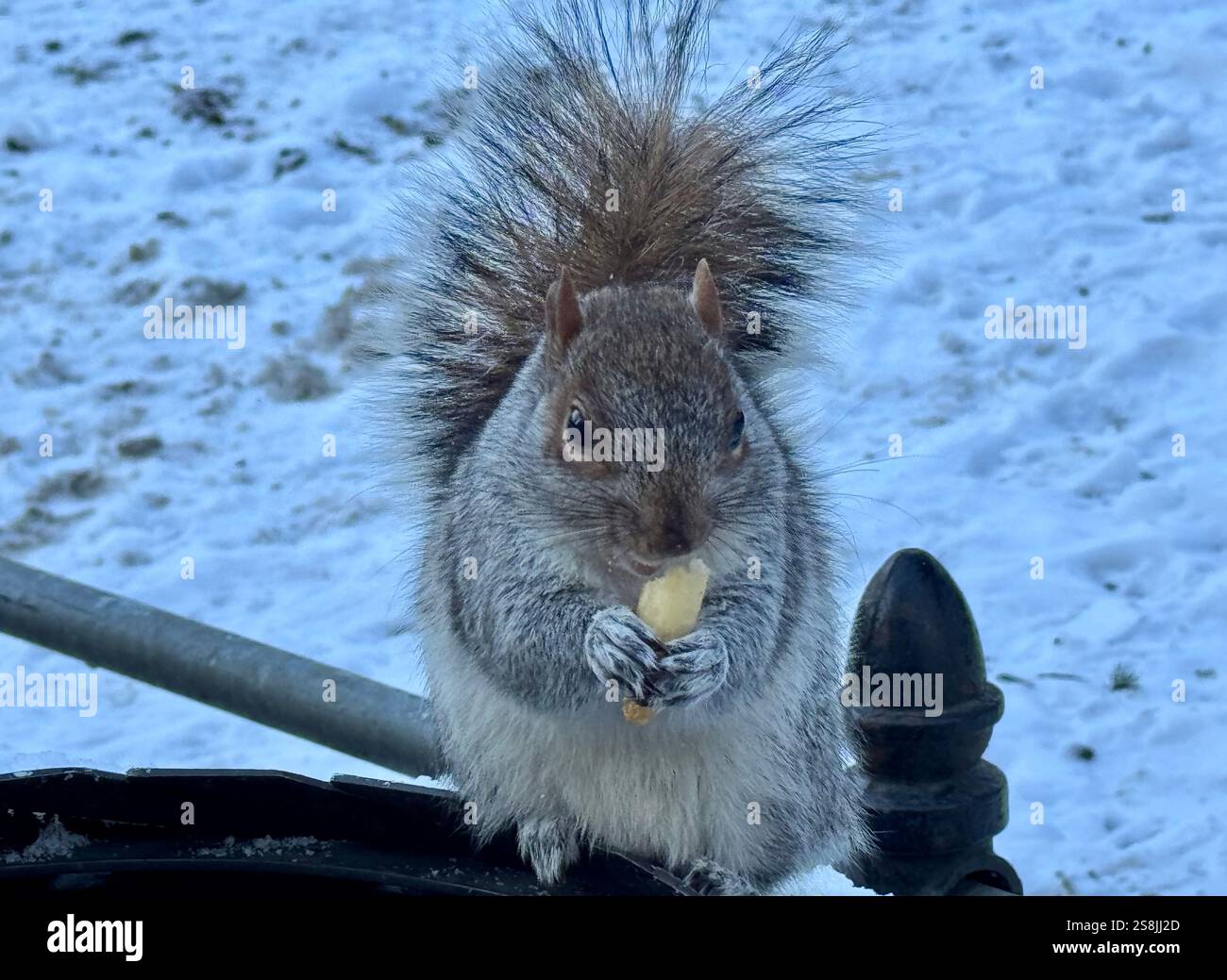 22 gennaio 2025, New York City, New York: (Nuovo) si vede lo scoiattolo mangiare patatine fritte al Central Park mentre due uccelli guardano. 22 gennaio, New york, stati uniti d'america: Uno scoiattolo mangia patatine fritte nell'assenza di arachidi al Central Park, mentre 2 uccelli guardano, in attesa di briciole. Il tempo è stato così freddo e con l'assenza di turisti che normalmente distribuiscono arachidi, lo scoiattolo ha deciso di cercare qualsiasi cibo nella spazzatura. (Credit Image: © Niyi Fote/TheNEWS2 tramite ZUMA Press Wire) SOLO PER USO EDITORIALE! Non per USO commerciale! Foto Stock