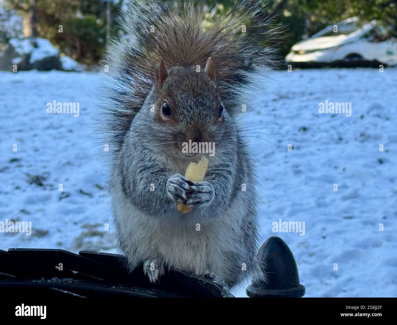 22 gennaio 2025, New York City, New York: (Nuovo) si vede lo scoiattolo mangiare patatine fritte al Central Park mentre due uccelli guardano. 22 gennaio, New york, stati uniti d'america: Uno scoiattolo mangia patatine fritte nell'assenza di arachidi al Central Park, mentre 2 uccelli guardano, in attesa di briciole. Il tempo è stato così freddo e con l'assenza di turisti che normalmente distribuiscono arachidi, lo scoiattolo ha deciso di cercare qualsiasi cibo nella spazzatura. (Credit Image: © Niyi Fote/TheNEWS2 tramite ZUMA Press Wire) SOLO PER USO EDITORIALE! Non per USO commerciale! Foto Stock