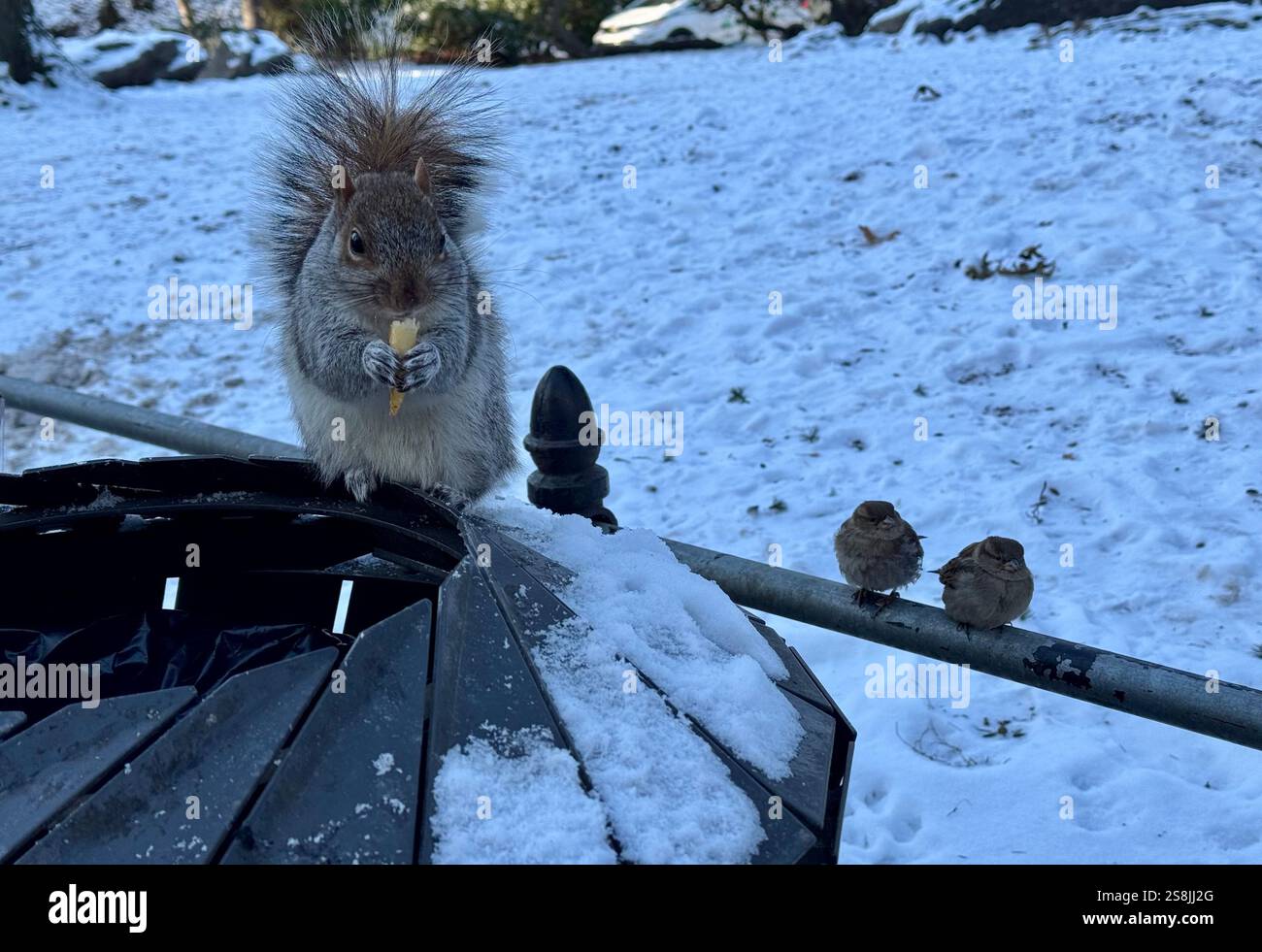 22 gennaio 2025, New York City, New York: (Nuovo) si vede lo scoiattolo mangiare patatine fritte al Central Park mentre due uccelli guardano. 22 gennaio, New york, stati uniti d'america: Uno scoiattolo mangia patatine fritte nell'assenza di arachidi al Central Park, mentre 2 uccelli guardano, in attesa di briciole. Il tempo è stato così freddo e con l'assenza di turisti che normalmente distribuiscono arachidi, lo scoiattolo ha deciso di cercare qualsiasi cibo nella spazzatura. (Credit Image: © Niyi Fote/TheNEWS2 tramite ZUMA Press Wire) SOLO PER USO EDITORIALE! Non per USO commerciale! Foto Stock