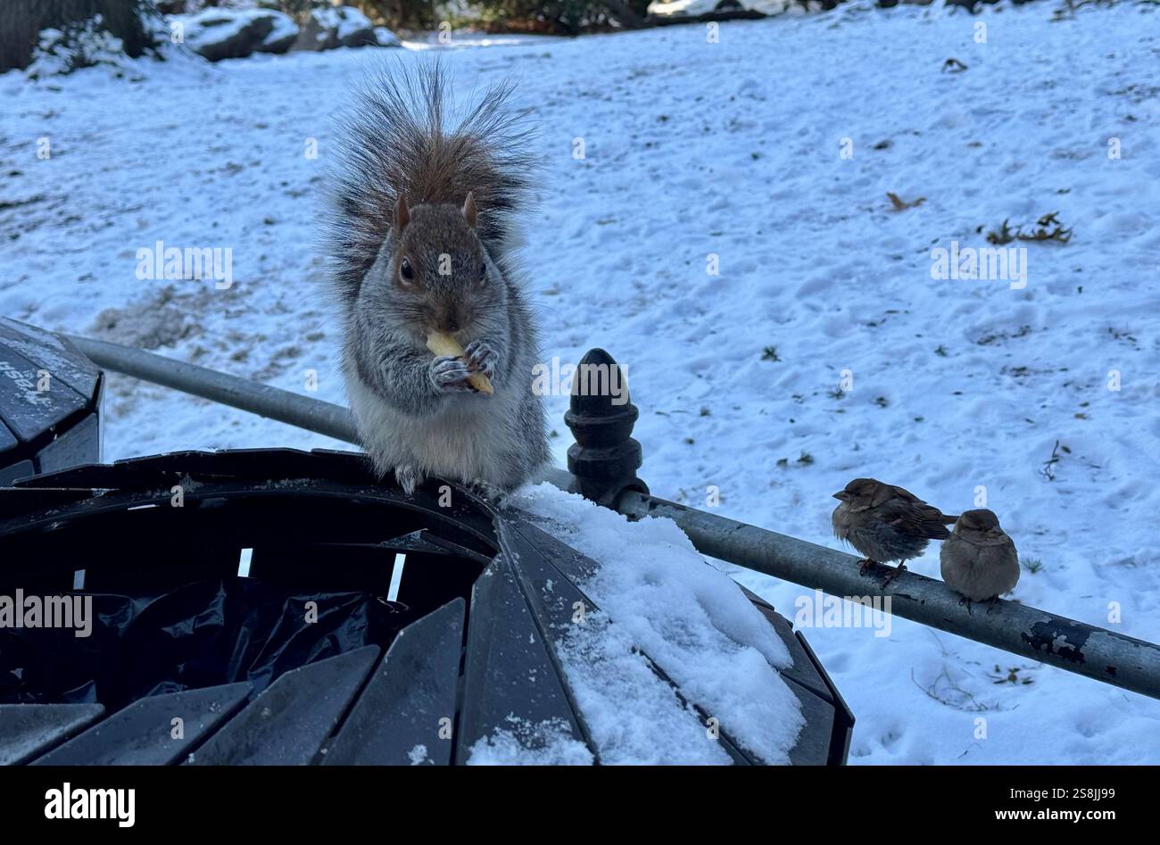 22 gennaio 2025, New York City, New York: (Nuovo) si vede lo scoiattolo mangiare patatine fritte al Central Park mentre due uccelli guardano. 22 gennaio, New york, stati uniti d'america: Uno scoiattolo mangia patatine fritte nell'assenza di arachidi al Central Park, mentre 2 uccelli guardano, in attesa di briciole. Il tempo è stato così freddo e con l'assenza di turisti che normalmente distribuiscono arachidi, lo scoiattolo ha deciso di cercare qualsiasi cibo nella spazzatura. (Credit Image: © Niyi Fote/TheNEWS2 tramite ZUMA Press Wire) SOLO PER USO EDITORIALE! Non per USO commerciale! Foto Stock