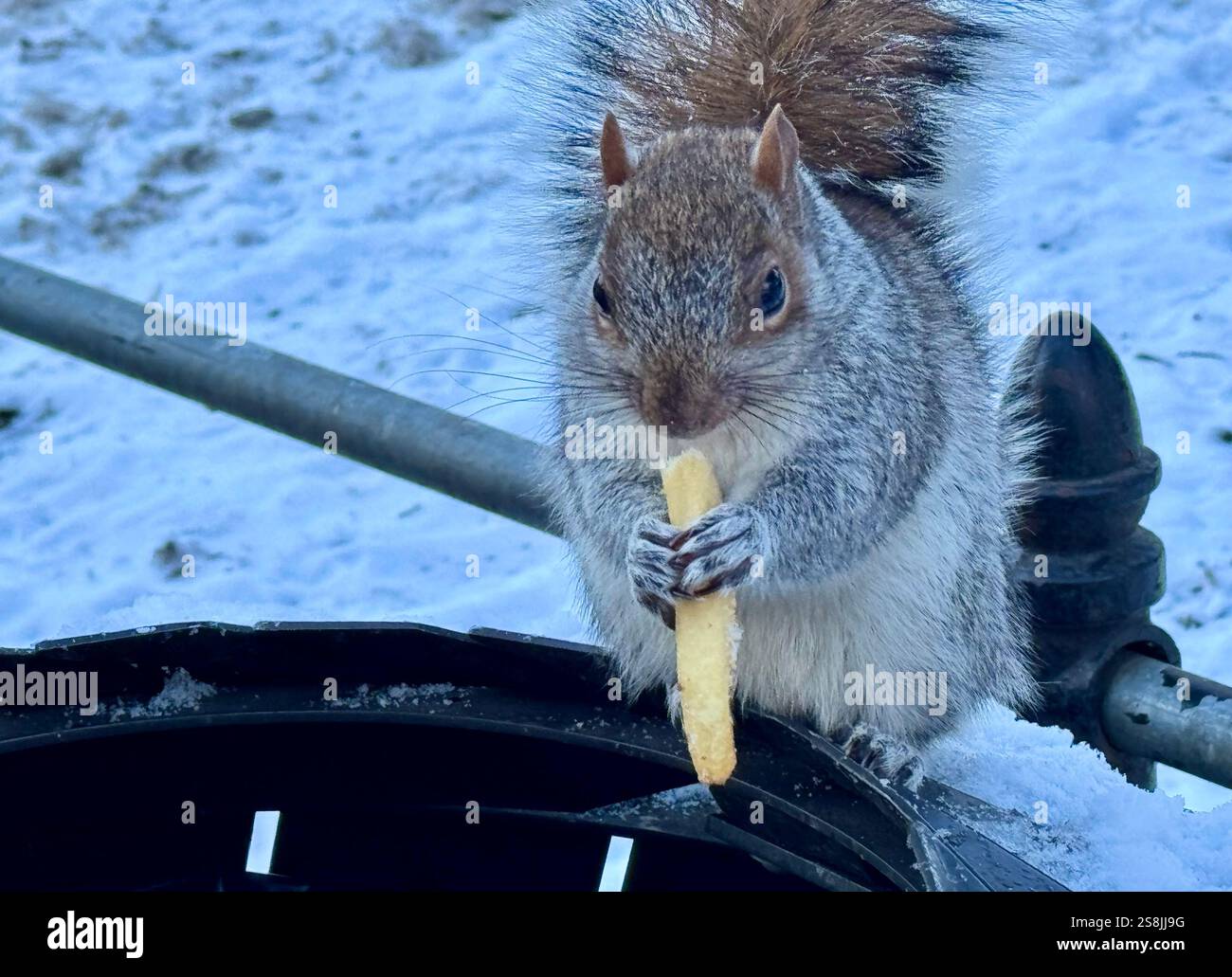 22 gennaio 2025, New York City, New York: (Nuovo) si vede lo scoiattolo mangiare patatine fritte al Central Park mentre due uccelli guardano. 22 gennaio, New york, stati uniti d'america: Uno scoiattolo mangia patatine fritte nell'assenza di arachidi al Central Park, mentre 2 uccelli guardano, in attesa di briciole. Il tempo è stato così freddo e con l'assenza di turisti che normalmente distribuiscono arachidi, lo scoiattolo ha deciso di cercare qualsiasi cibo nella spazzatura. (Credit Image: © Niyi Fote/TheNEWS2 tramite ZUMA Press Wire) SOLO PER USO EDITORIALE! Non per USO commerciale! Foto Stock