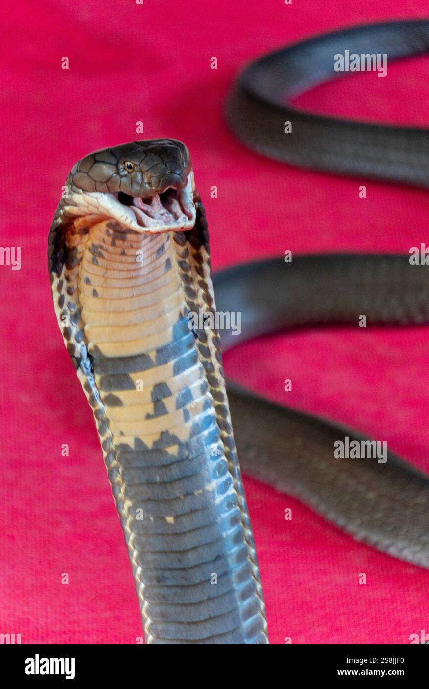 Un cobra reale a Bangkok in Thailandia Foto Stock