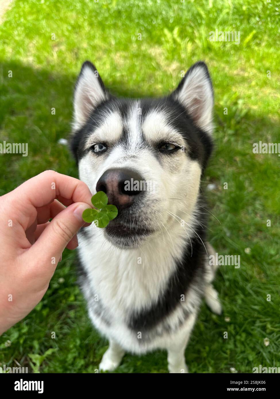 Il cane husky siberiano dagli occhi azzurri odora un quadrifoglio Foto Stock