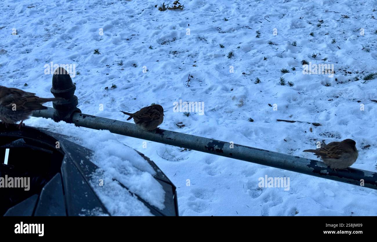 22 gennaio 2025, New York City, New York: (Nuovo) si vede lo scoiattolo mangiare patatine fritte al Central Park mentre due uccelli guardano. 22 gennaio, New york, stati uniti d'america: Uno scoiattolo mangia patatine fritte nell'assenza di arachidi al Central Park, mentre 2 uccelli guardano, in attesa di briciole. Il tempo è stato così freddo e con l'assenza di turisti che normalmente distribuiscono arachidi, lo scoiattolo ha deciso di cercare qualsiasi cibo nella spazzatura. (Credit Image: © Niyi Fote/TheNEWS2 tramite ZUMA Press Wire) SOLO PER USO EDITORIALE! Non per USO commerciale! Foto Stock