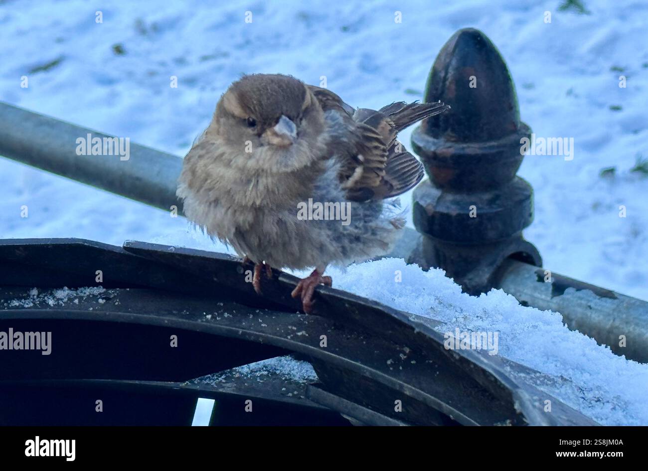 22 gennaio 2025, New York City, New York: (Nuovo) si vede lo scoiattolo mangiare patatine fritte al Central Park mentre due uccelli guardano. 22 gennaio, New york, stati uniti d'america: Uno scoiattolo mangia patatine fritte nell'assenza di arachidi al Central Park, mentre 2 uccelli guardano, in attesa di briciole. Il tempo è stato così freddo e con l'assenza di turisti che normalmente distribuiscono arachidi, lo scoiattolo ha deciso di cercare qualsiasi cibo nella spazzatura. (Credit Image: © Niyi Fote/TheNEWS2 tramite ZUMA Press Wire) SOLO PER USO EDITORIALE! Non per USO commerciale! Foto Stock