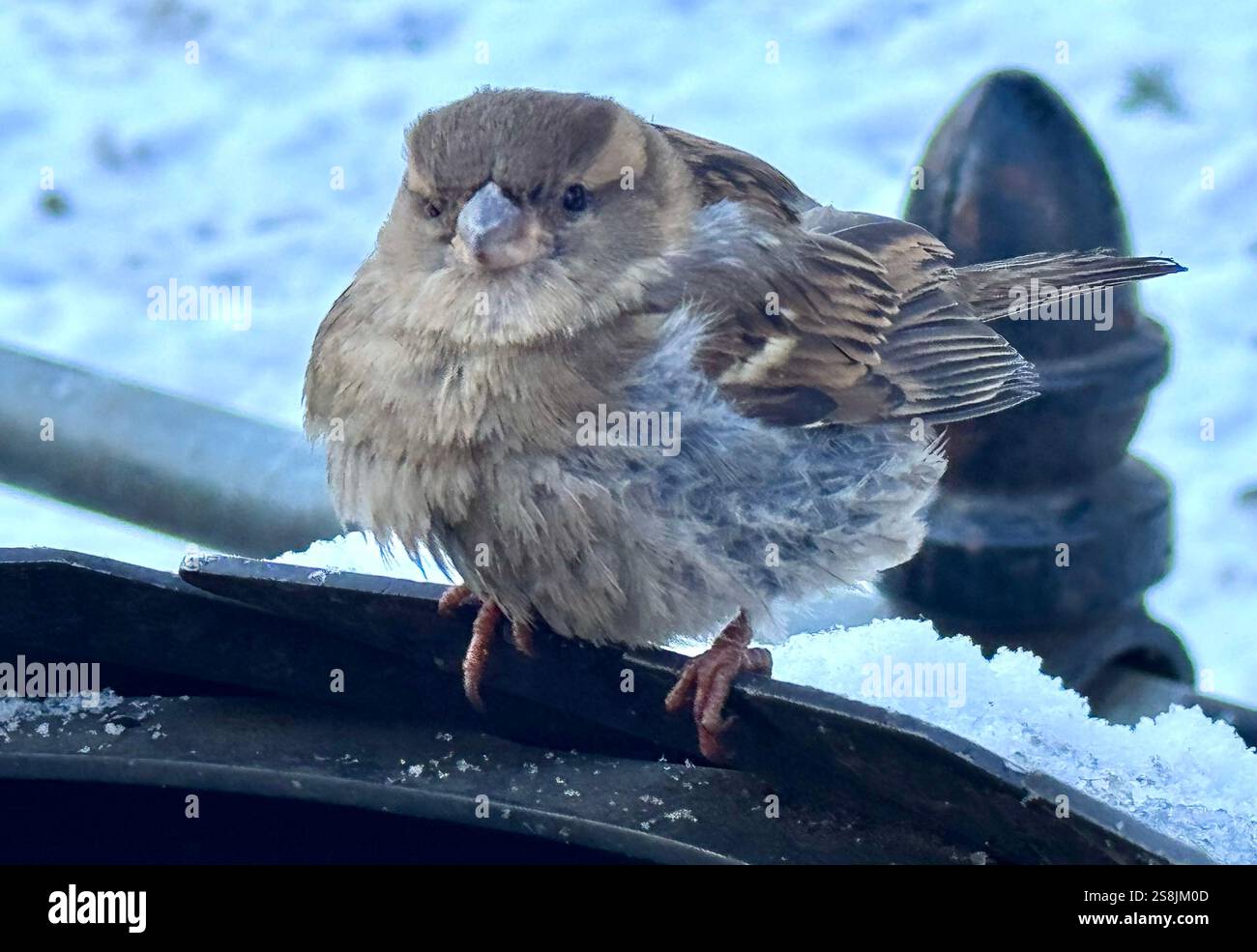22 gennaio 2025, New York City, New York: (Nuovo) si vede lo scoiattolo mangiare patatine fritte al Central Park mentre due uccelli guardano. 22 gennaio, New york, stati uniti d'america: Uno scoiattolo mangia patatine fritte nell'assenza di arachidi al Central Park, mentre 2 uccelli guardano, in attesa di briciole. Il tempo è stato così freddo e con l'assenza di turisti che normalmente distribuiscono arachidi, lo scoiattolo ha deciso di cercare qualsiasi cibo nella spazzatura. (Credit Image: © Niyi Fote/TheNEWS2 tramite ZUMA Press Wire) SOLO PER USO EDITORIALE! Non per USO commerciale! Foto Stock