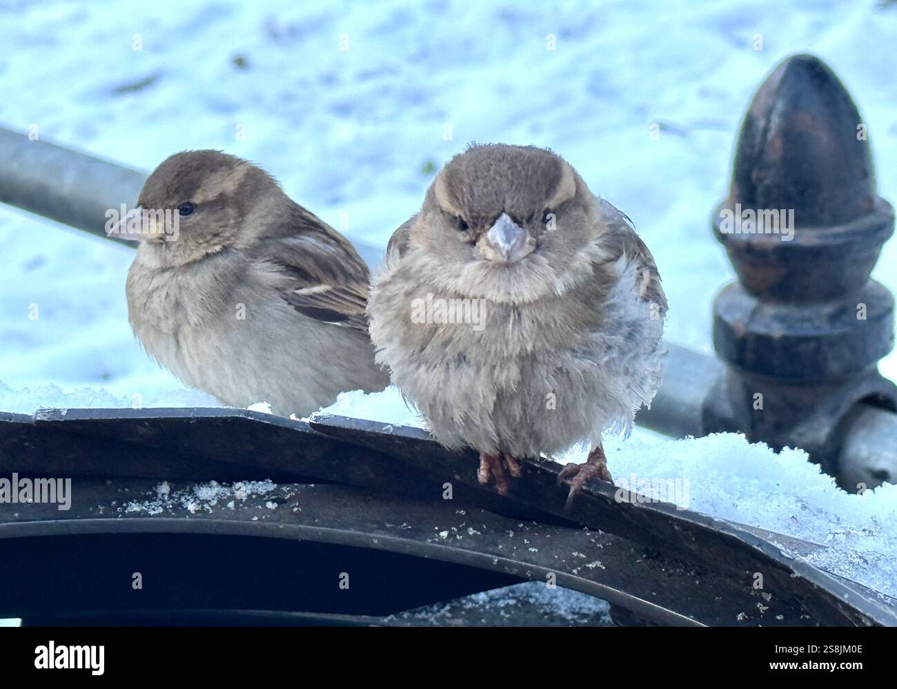 22 gennaio 2025, New York City, New York: (Nuovo) si vede lo scoiattolo mangiare patatine fritte al Central Park mentre due uccelli guardano. 22 gennaio, New york, stati uniti d'america: Uno scoiattolo mangia patatine fritte nell'assenza di arachidi al Central Park, mentre 2 uccelli guardano, in attesa di briciole. Il tempo è stato così freddo e con l'assenza di turisti che normalmente distribuiscono arachidi, lo scoiattolo ha deciso di cercare qualsiasi cibo nella spazzatura. (Credit Image: © Niyi Fote/TheNEWS2 tramite ZUMA Press Wire) SOLO PER USO EDITORIALE! Non per USO commerciale! Foto Stock