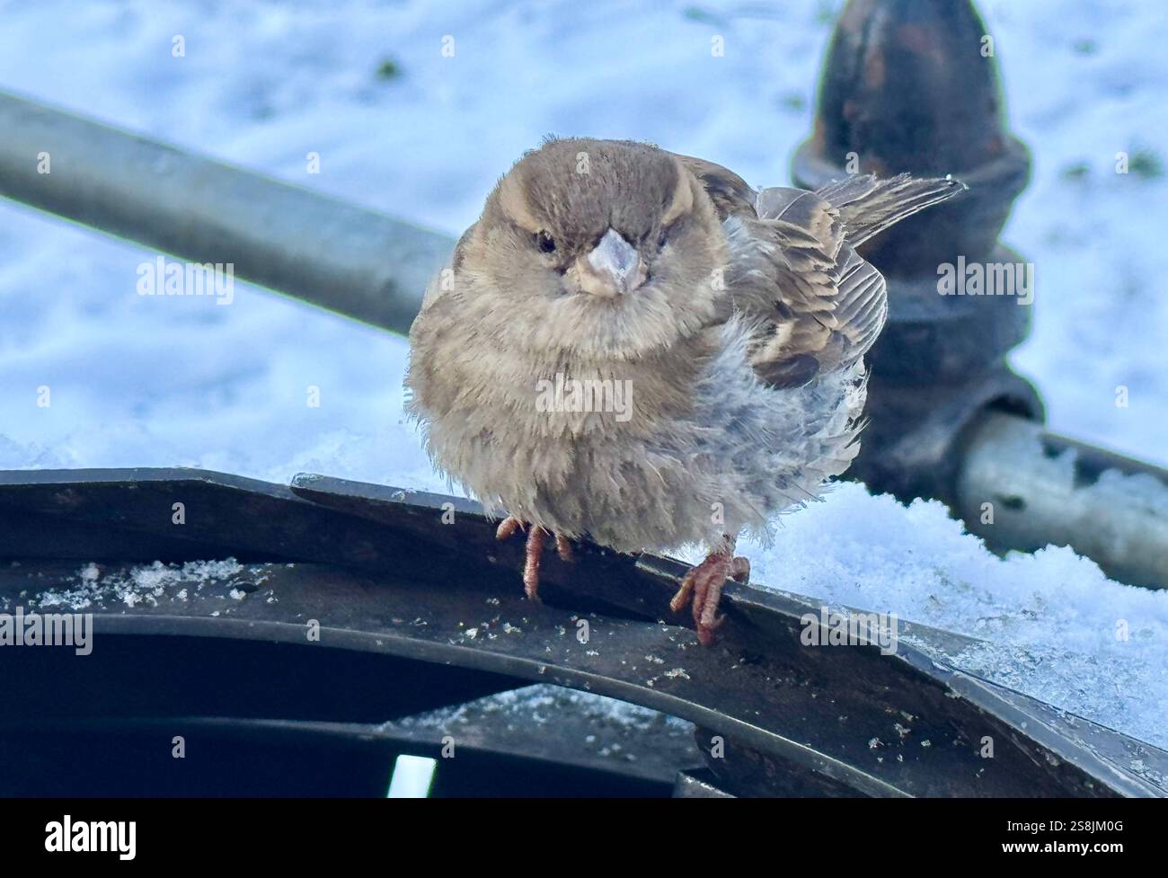22 gennaio 2025, New York City, New York: (Nuovo) si vede lo scoiattolo mangiare patatine fritte al Central Park mentre due uccelli guardano. 22 gennaio, New york, stati uniti d'america: Uno scoiattolo mangia patatine fritte nell'assenza di arachidi al Central Park, mentre 2 uccelli guardano, in attesa di briciole. Il tempo è stato così freddo e con l'assenza di turisti che normalmente distribuiscono arachidi, lo scoiattolo ha deciso di cercare qualsiasi cibo nella spazzatura. (Credit Image: © Niyi Fote/TheNEWS2 tramite ZUMA Press Wire) SOLO PER USO EDITORIALE! Non per USO commerciale! Foto Stock
