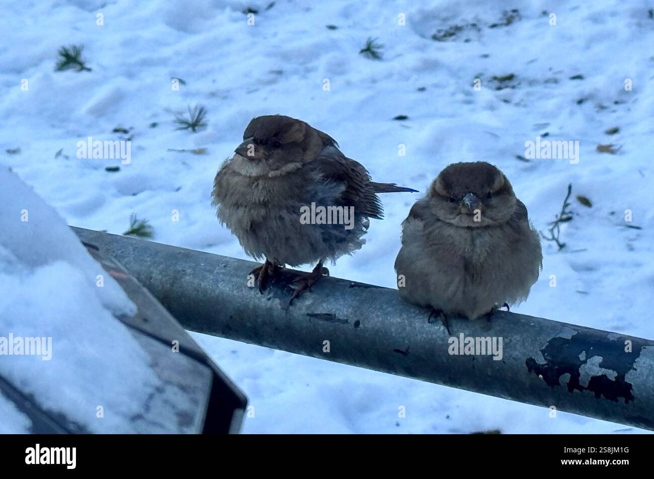 22 gennaio 2025, New York City, New York: (Nuovo) si vede lo scoiattolo mangiare patatine fritte al Central Park mentre due uccelli guardano. 22 gennaio, New york, stati uniti d'america: Uno scoiattolo mangia patatine fritte nell'assenza di arachidi al Central Park, mentre 2 uccelli guardano, in attesa di briciole. Il tempo è stato così freddo e con l'assenza di turisti che normalmente distribuiscono arachidi, lo scoiattolo ha deciso di cercare qualsiasi cibo nella spazzatura. (Credit Image: © Niyi Fote/TheNEWS2 tramite ZUMA Press Wire) SOLO PER USO EDITORIALE! Non per USO commerciale! Foto Stock
