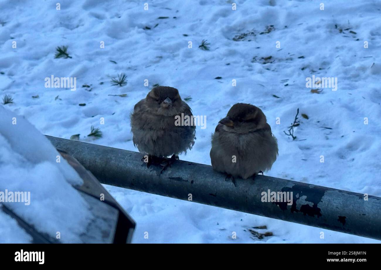 22 gennaio 2025, New York City, New York: (Nuovo) si vede lo scoiattolo mangiare patatine fritte al Central Park mentre due uccelli guardano. 22 gennaio, New york, stati uniti d'america: Uno scoiattolo mangia patatine fritte nell'assenza di arachidi al Central Park, mentre 2 uccelli guardano, in attesa di briciole. Il tempo è stato così freddo e con l'assenza di turisti che normalmente distribuiscono arachidi, lo scoiattolo ha deciso di cercare qualsiasi cibo nella spazzatura. (Credit Image: © Niyi Fote/TheNEWS2 tramite ZUMA Press Wire) SOLO PER USO EDITORIALE! Non per USO commerciale! Foto Stock
