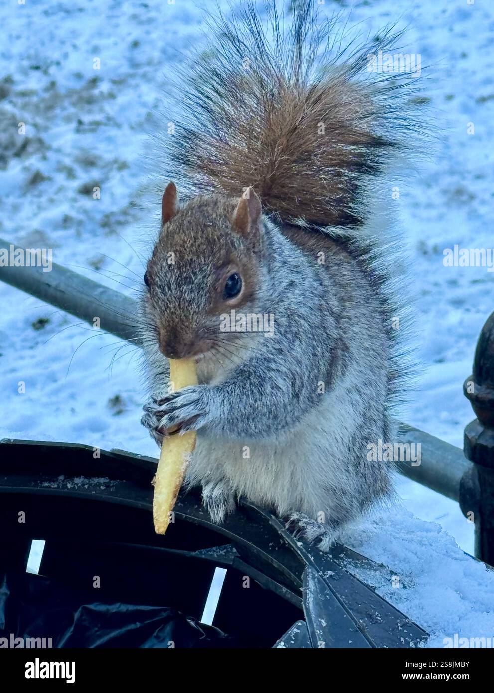 22 gennaio 2025, New York City, New York: (Nuovo) si vede lo scoiattolo mangiare patatine fritte al Central Park mentre due uccelli guardano. 22 gennaio, New york, stati uniti d'america: Uno scoiattolo mangia patatine fritte nell'assenza di arachidi al Central Park, mentre 2 uccelli guardano, in attesa di briciole. Il tempo è stato così freddo e con l'assenza di turisti che normalmente distribuiscono arachidi, lo scoiattolo ha deciso di cercare qualsiasi cibo nella spazzatura. (Credit Image: © Niyi Fote/TheNEWS2 tramite ZUMA Press Wire) SOLO PER USO EDITORIALE! Non per USO commerciale! Foto Stock