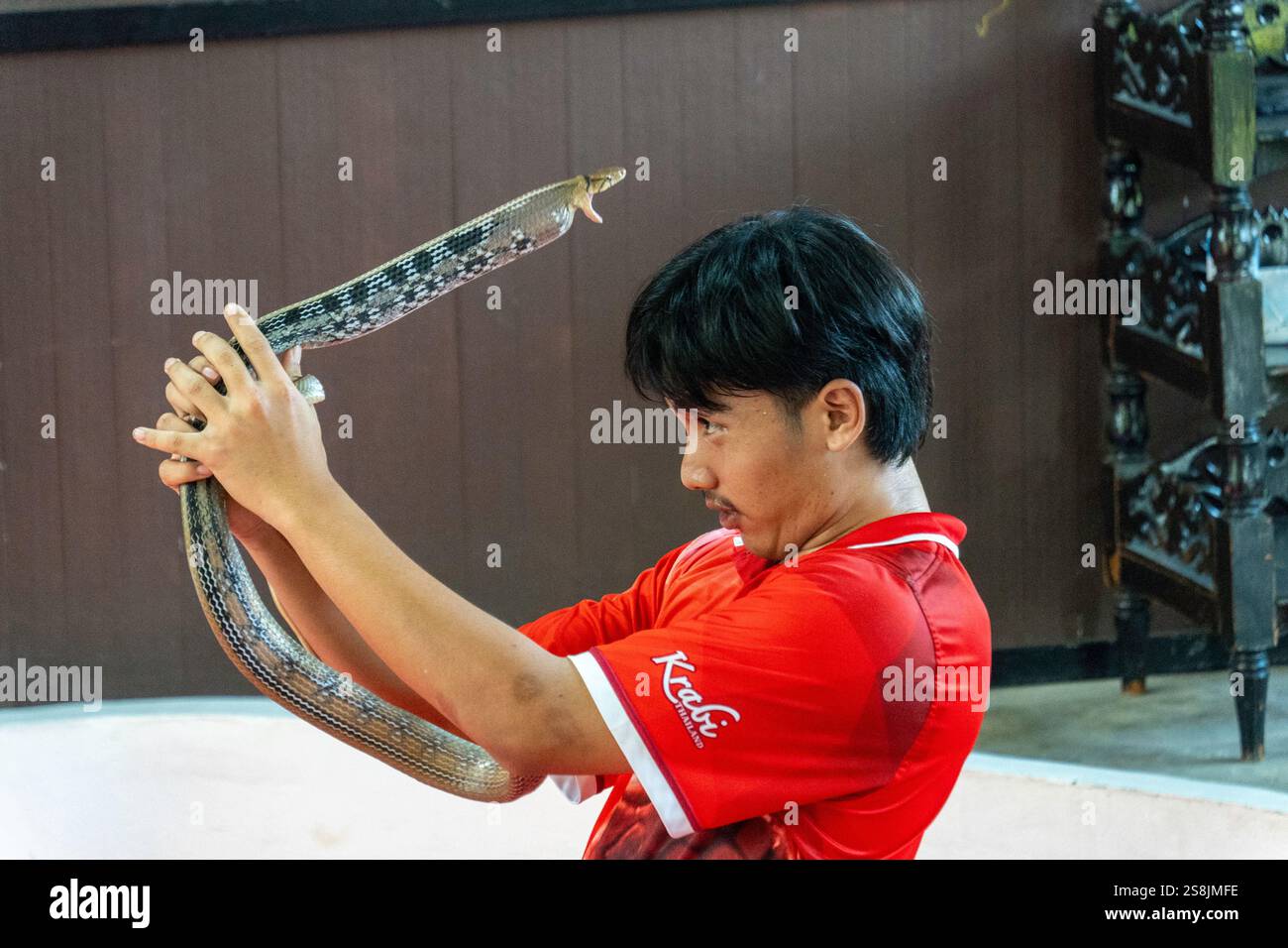Bangkok, thailandia - dicembre 25 2024: Serpente tailandese che salta nella giungla Foto Stock