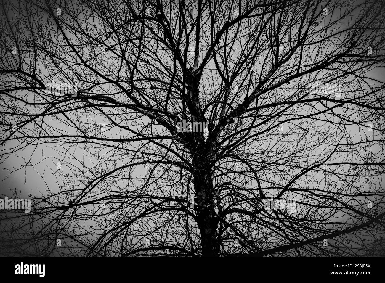 Sagoma dell'albero in bianco e nero Foto Stock