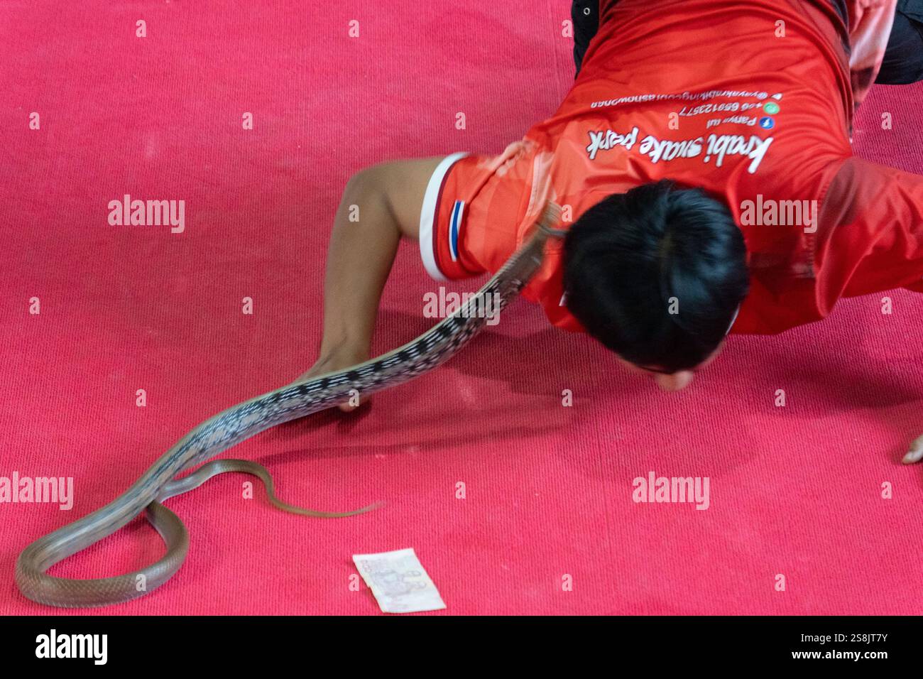 un serpente tailandese che salta nella giungla Foto Stock