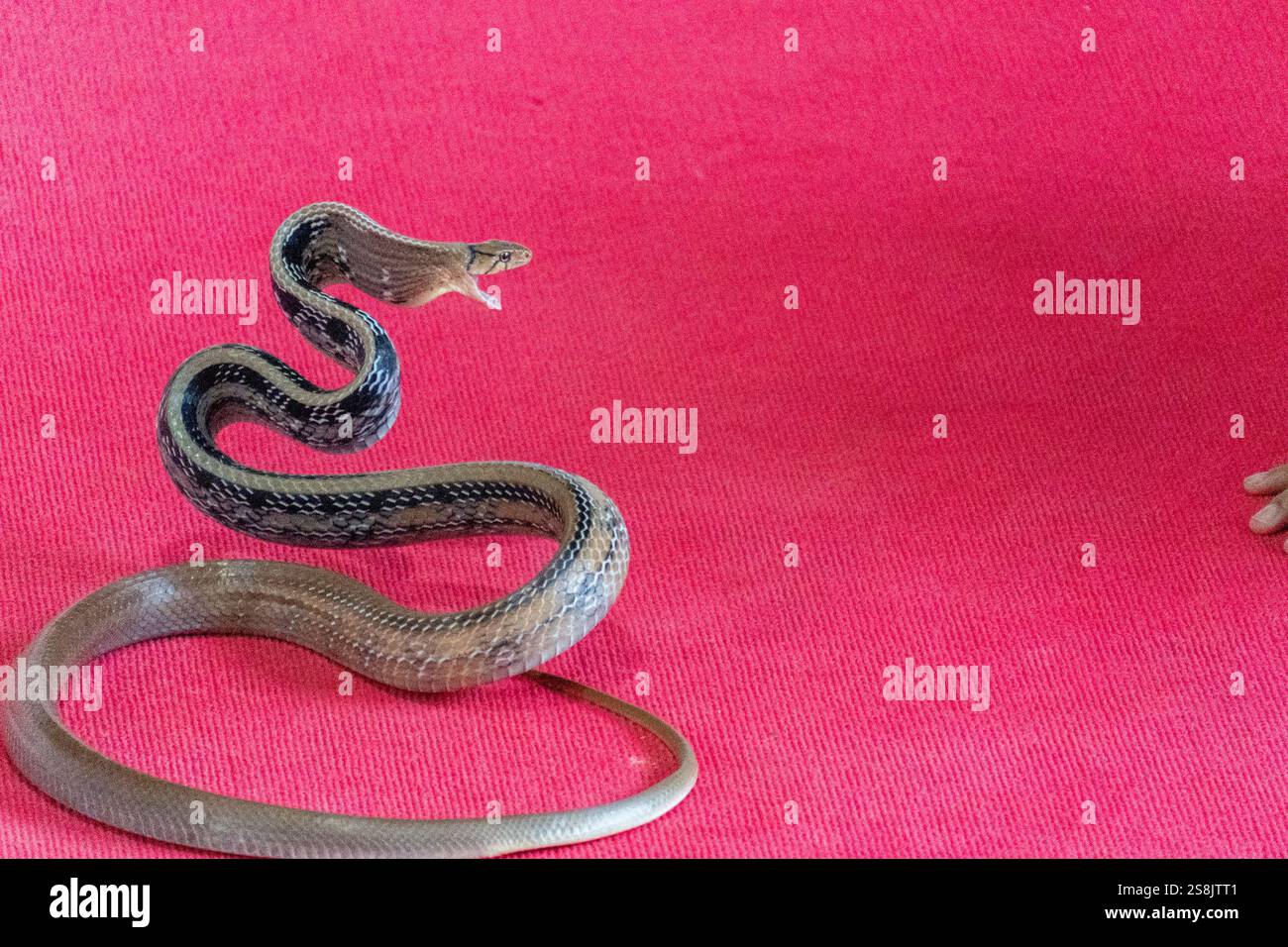 un serpente tailandese che salta nella giungla Foto Stock
