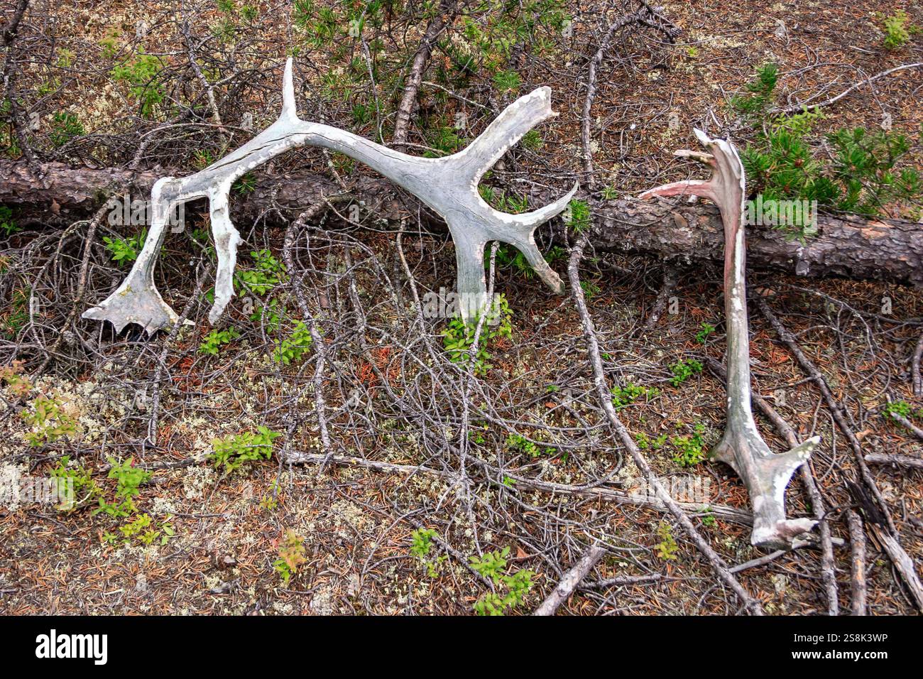 Due palchi sono a terra, una delle quali è rotta. L'altro è intero e ha una forma lunga e curva. La scena è ambientata in un campo con molto Foto Stock