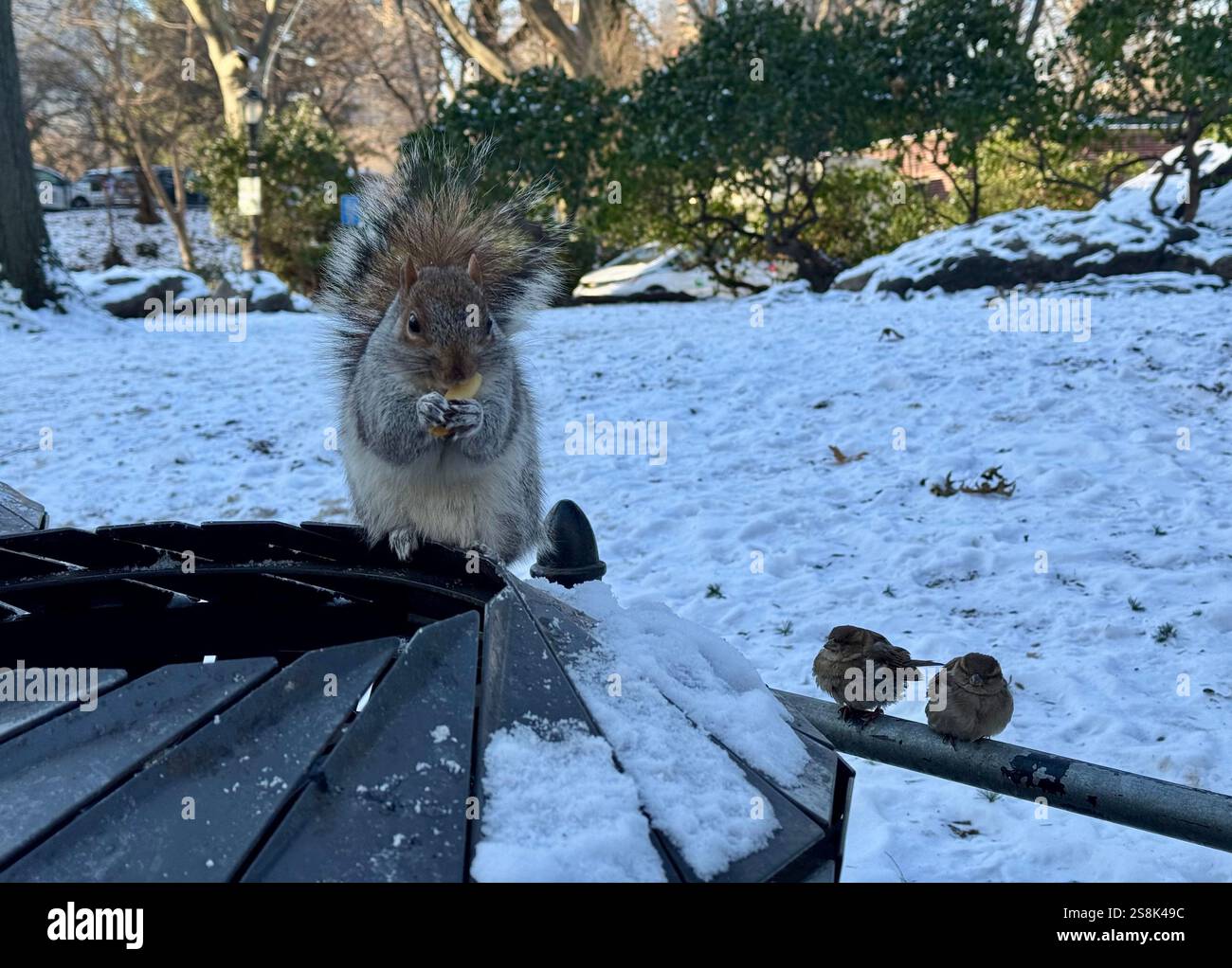 22 gennaio 2025, New York City, New York: (Nuovo) si vede lo scoiattolo mangiare patatine fritte al Central Park mentre due uccelli guardano. 22 gennaio, New york, stati uniti d'america: Uno scoiattolo mangia patatine fritte nell'assenza di arachidi al Central Park, mentre 2 uccelli guardano, in attesa di briciole. Il tempo è stato così freddo e con l'assenza di turisti che normalmente distribuiscono arachidi, lo scoiattolo ha deciso di cercare qualsiasi cibo nella spazzatura. (Credit Image: © Niyi Fote/TheNEWS2 tramite ZUMA Press Wire) SOLO PER USO EDITORIALE! Non per USO commerciale! Foto Stock