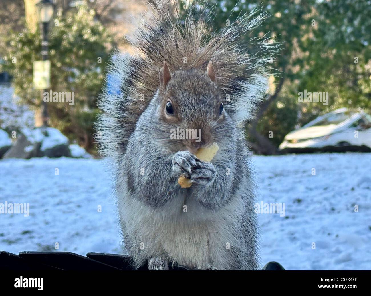 22 gennaio 2025, New York City, New York: (Nuovo) si vede lo scoiattolo mangiare patatine fritte al Central Park mentre due uccelli guardano. 22 gennaio, New york, stati uniti d'america: Uno scoiattolo mangia patatine fritte nell'assenza di arachidi al Central Park, mentre 2 uccelli guardano, in attesa di briciole. Il tempo è stato così freddo e con l'assenza di turisti che normalmente distribuiscono arachidi, lo scoiattolo ha deciso di cercare qualsiasi cibo nella spazzatura. (Credit Image: © Niyi Fote/TheNEWS2 tramite ZUMA Press Wire) SOLO PER USO EDITORIALE! Non per USO commerciale! Foto Stock