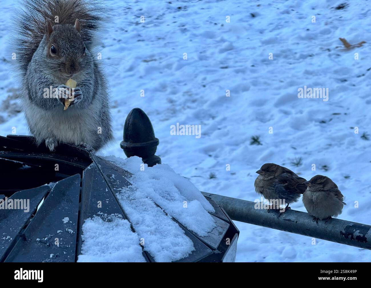 22 gennaio 2025, New York City, New York: (Nuovo) si vede lo scoiattolo mangiare patatine fritte al Central Park mentre due uccelli guardano. 22 gennaio, New york, stati uniti d'america: Uno scoiattolo mangia patatine fritte nell'assenza di arachidi al Central Park, mentre 2 uccelli guardano, in attesa di briciole. Il tempo è stato così freddo e con l'assenza di turisti che normalmente distribuiscono arachidi, lo scoiattolo ha deciso di cercare qualsiasi cibo nella spazzatura. (Credit Image: © Niyi Fote/TheNEWS2 tramite ZUMA Press Wire) SOLO PER USO EDITORIALE! Non per USO commerciale! Foto Stock