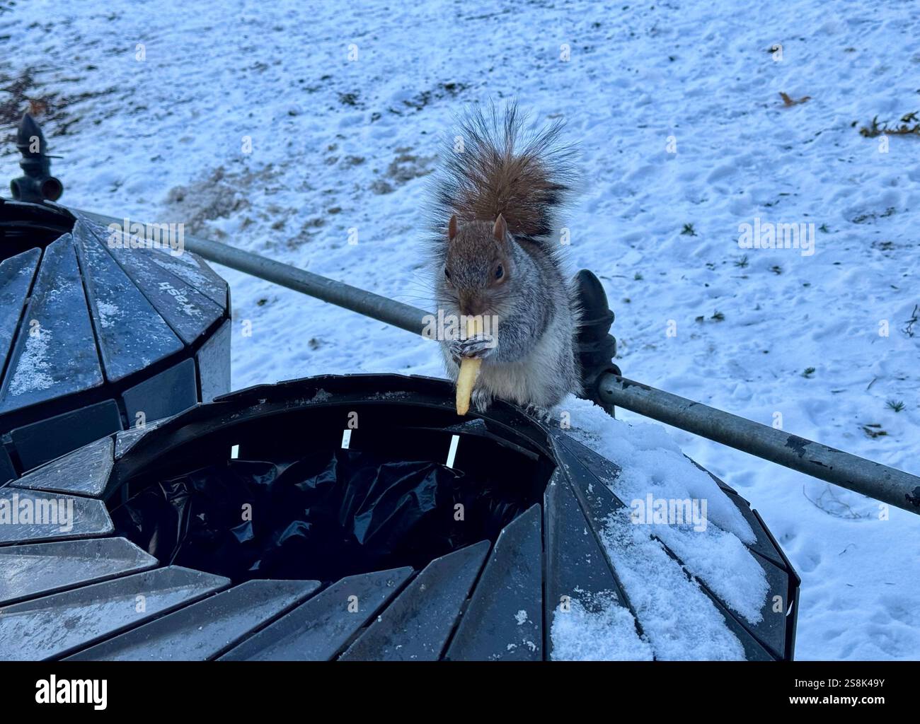 22 gennaio 2025, New York City, New York: (Nuovo) si vede lo scoiattolo mangiare patatine fritte al Central Park mentre due uccelli guardano. 22 gennaio, New york, stati uniti d'america: Uno scoiattolo mangia patatine fritte nell'assenza di arachidi al Central Park, mentre 2 uccelli guardano, in attesa di briciole. Il tempo è stato così freddo e con l'assenza di turisti che normalmente distribuiscono arachidi, lo scoiattolo ha deciso di cercare qualsiasi cibo nella spazzatura. (Credit Image: © Niyi Fote/TheNEWS2 tramite ZUMA Press Wire) SOLO PER USO EDITORIALE! Non per USO commerciale! Foto Stock