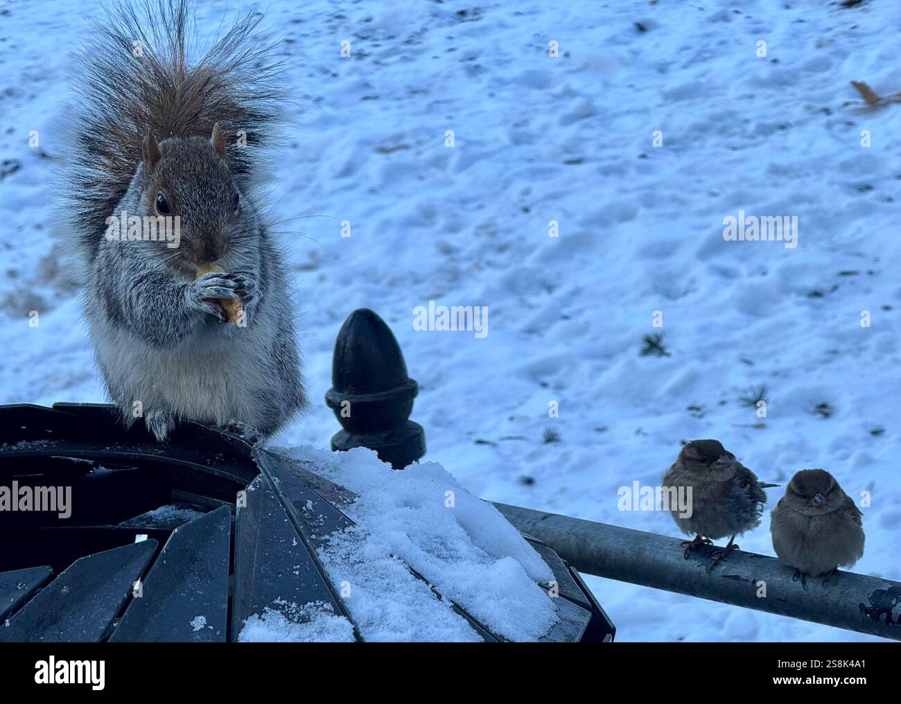 22 gennaio 2025, New York City, New York: (Nuovo) si vede lo scoiattolo mangiare patatine fritte al Central Park mentre due uccelli guardano. 22 gennaio, New york, stati uniti d'america: Uno scoiattolo mangia patatine fritte nell'assenza di arachidi al Central Park, mentre 2 uccelli guardano, in attesa di briciole. Il tempo è stato così freddo e con l'assenza di turisti che normalmente distribuiscono arachidi, lo scoiattolo ha deciso di cercare qualsiasi cibo nella spazzatura. (Credit Image: © Niyi Fote/TheNEWS2 tramite ZUMA Press Wire) SOLO PER USO EDITORIALE! Non per USO commerciale! Foto Stock