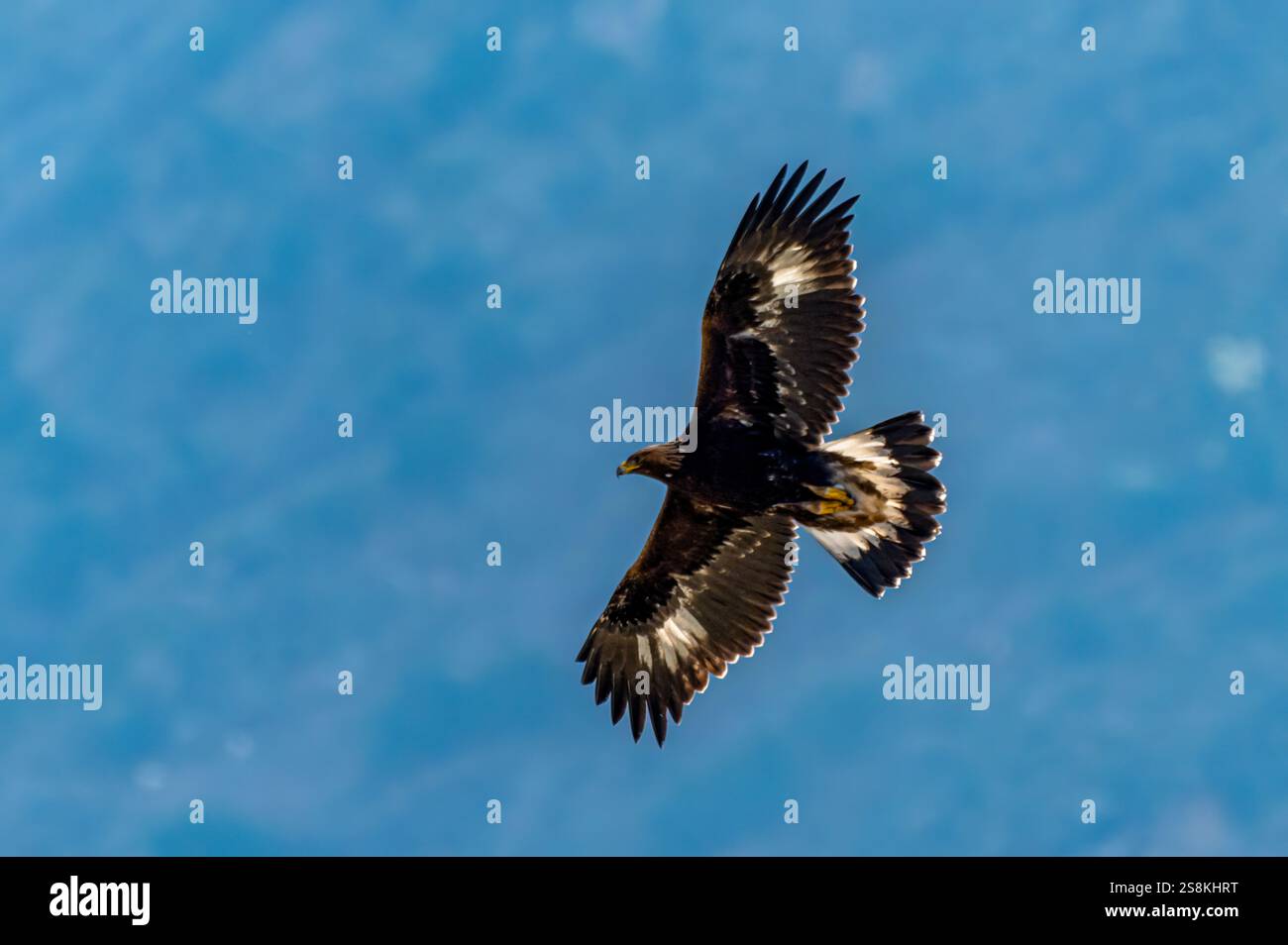 L'aquila dorata è un rapace che vive nell'emisfero settentrionale. È la specie di aquila più diffusa. Foto Stock
